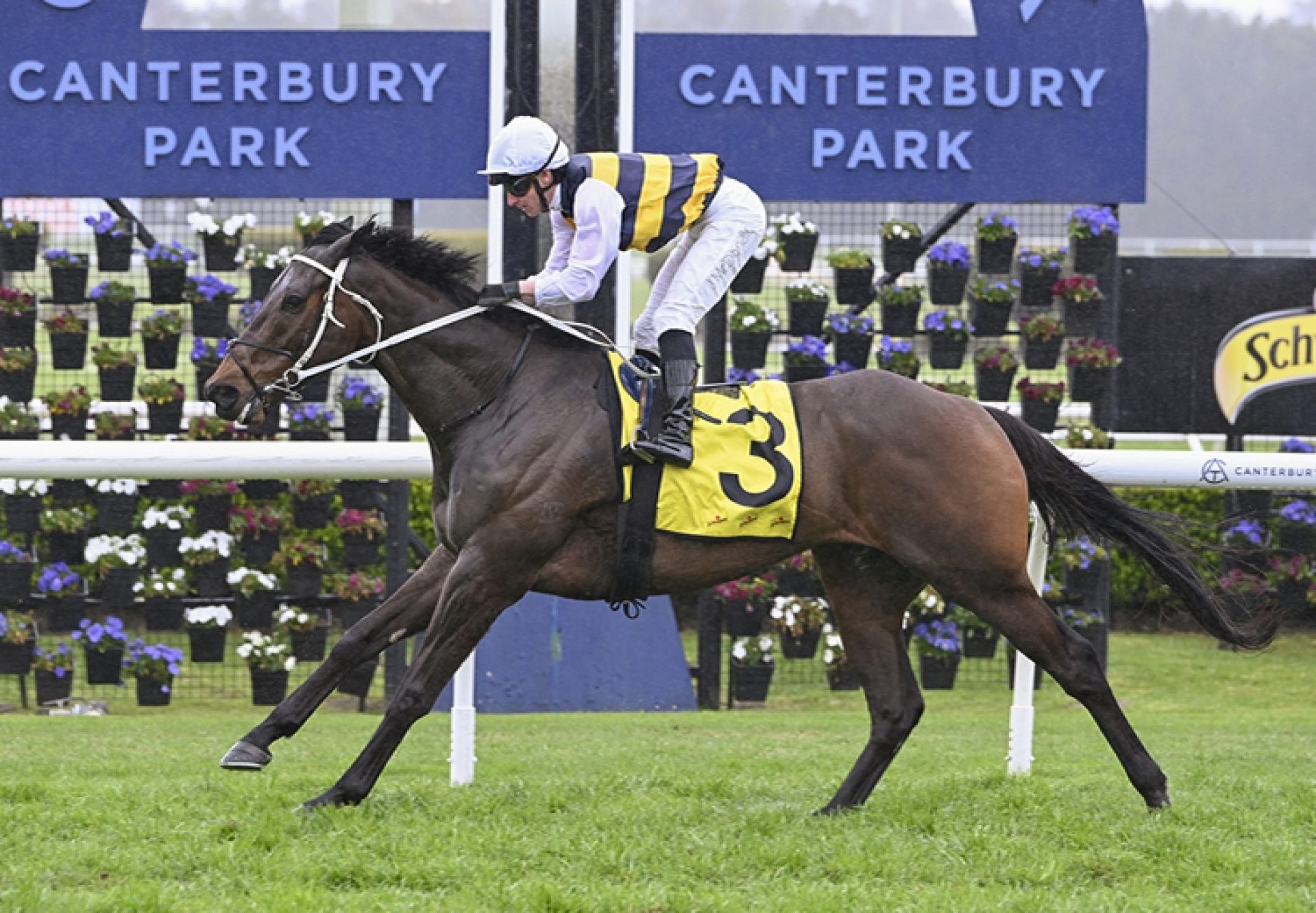 Golden Century Pierro Canterbury 750