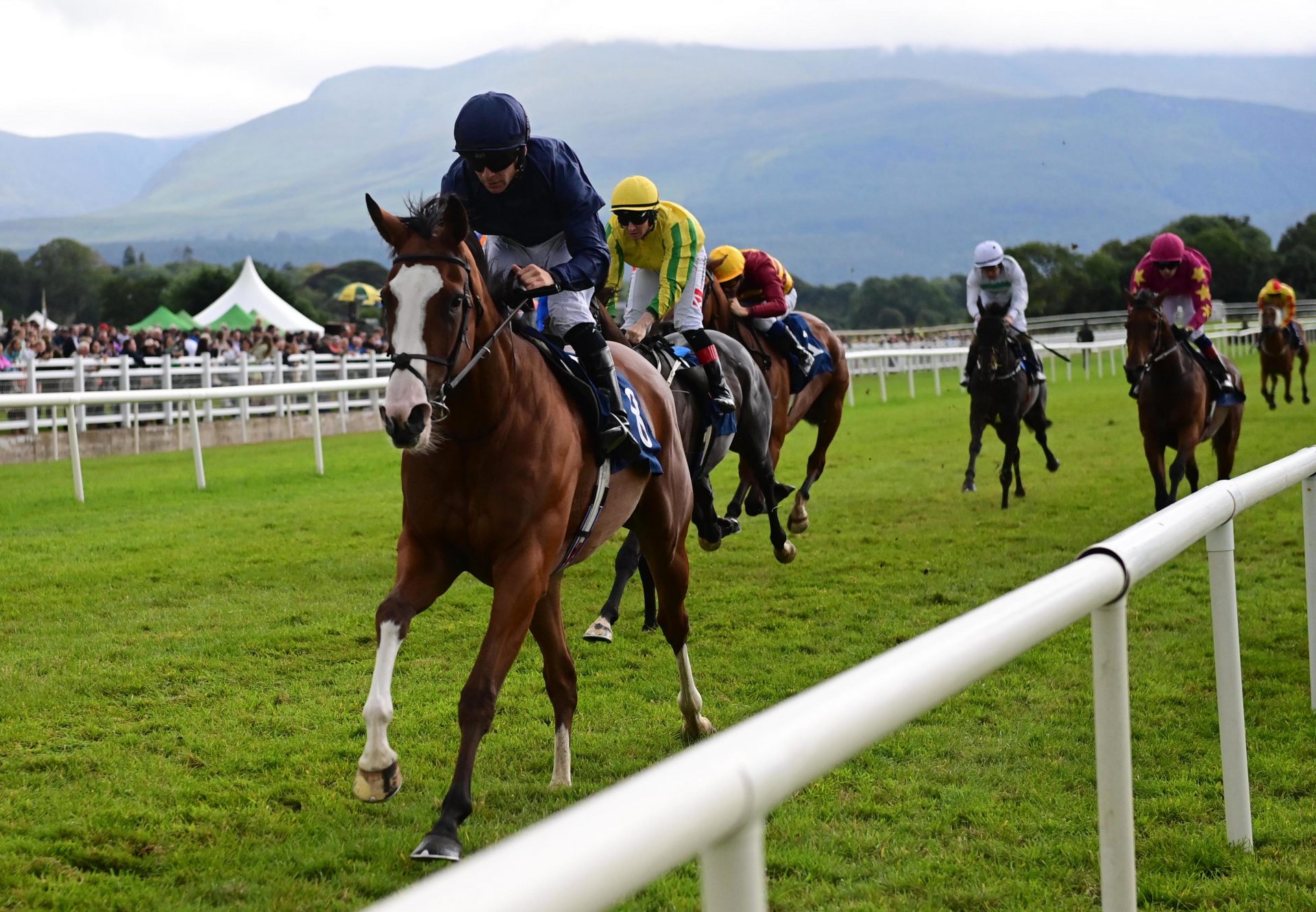 Greenfinch (Justify) Killarney F98