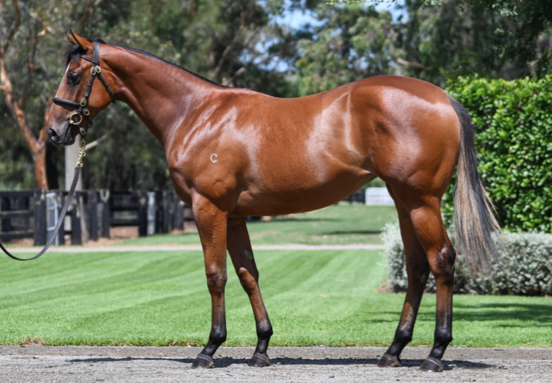 Ha X Princess Posh 750