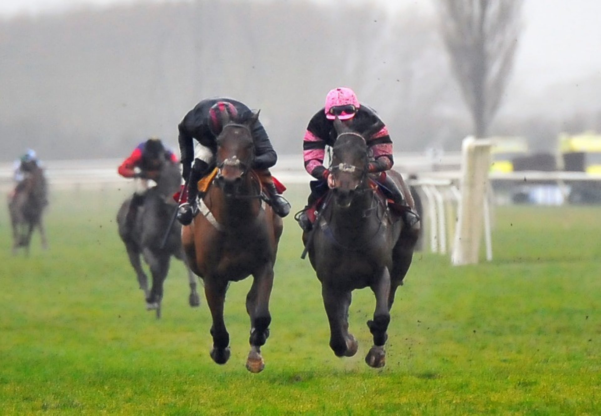 Holly Bush Henry (Yeats)