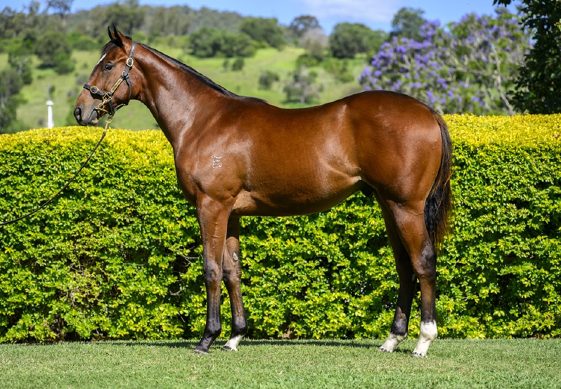 Home Affairs X His Glory 750