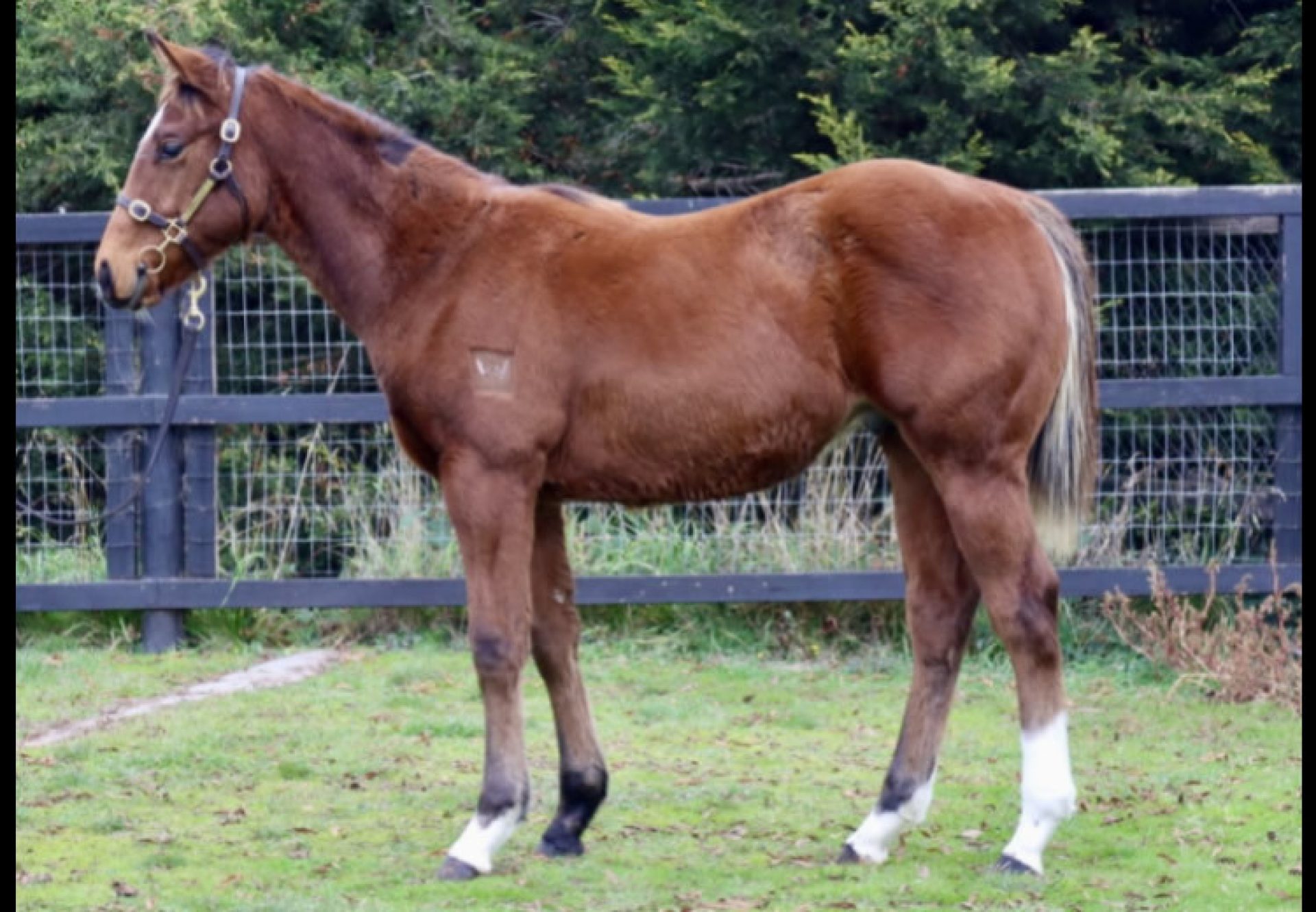 Home Affairs X Mystical Pursuite 750