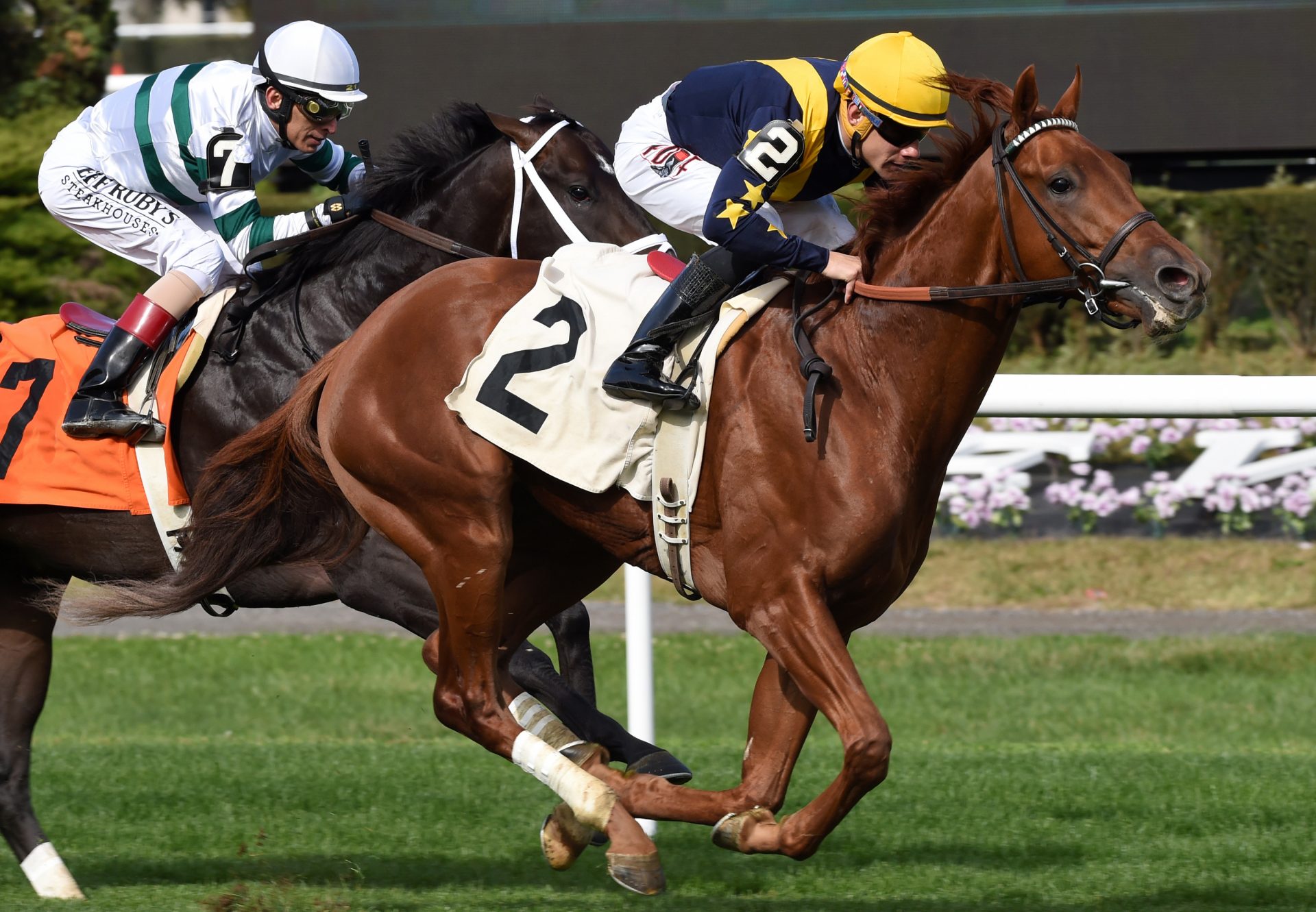 Homeland (American Pharoah) winning his maiden at Belmont Park