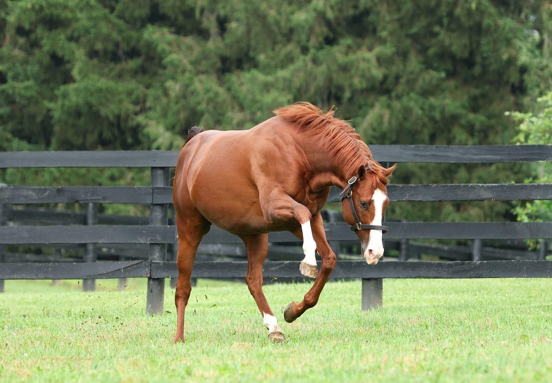 Jack Christopher paddock shot