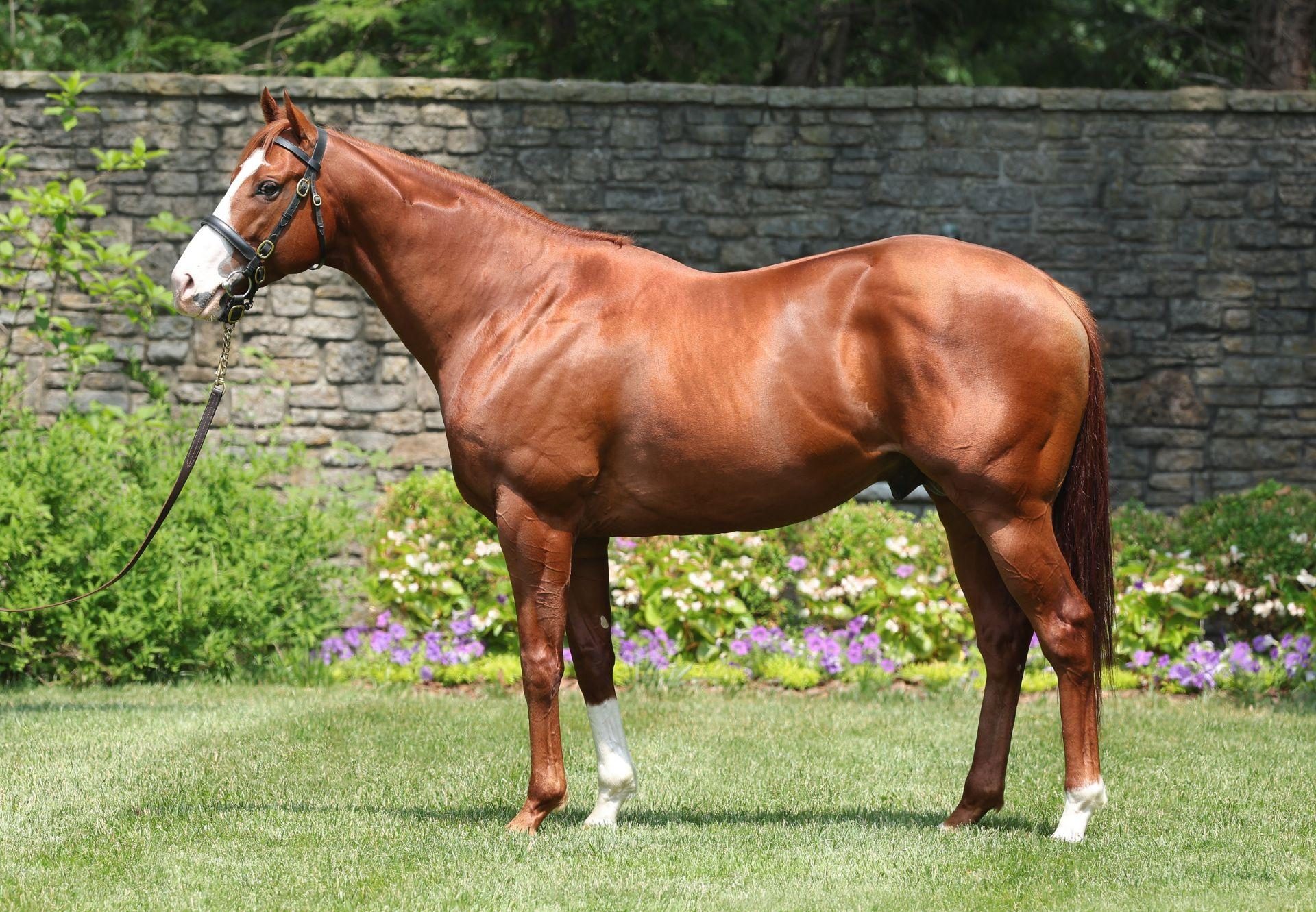 Jack Christopher Conformation Shot