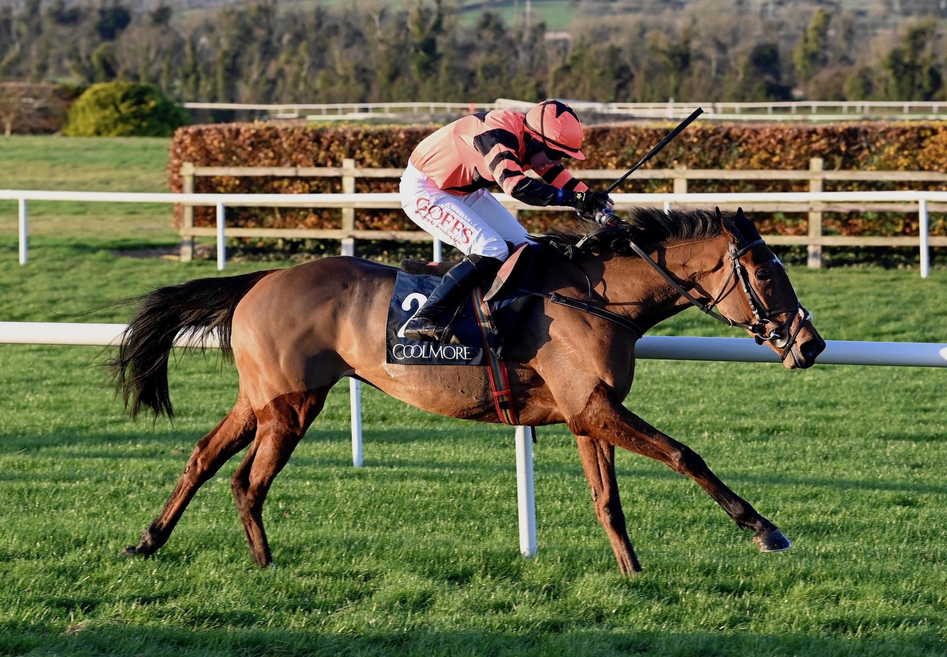 Jetara (Walk In The Park) Wins The Listed Coolmore Nh Sires In Swoop Irish Ebf Mares’ Bumper At Navan