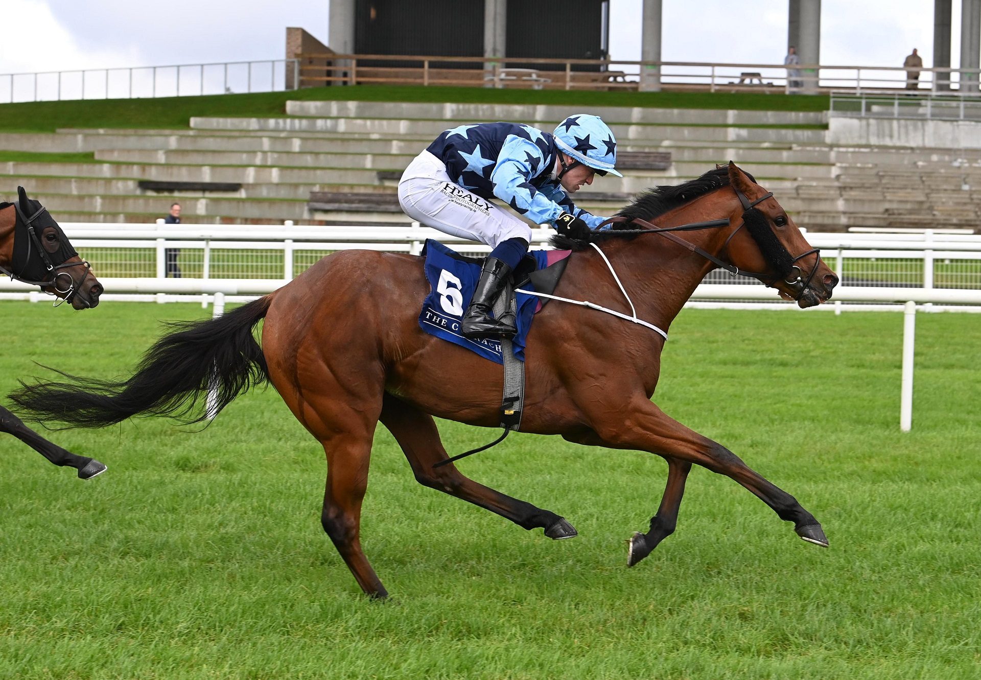 Jordi Bear (St Marks Basilica) Curragh