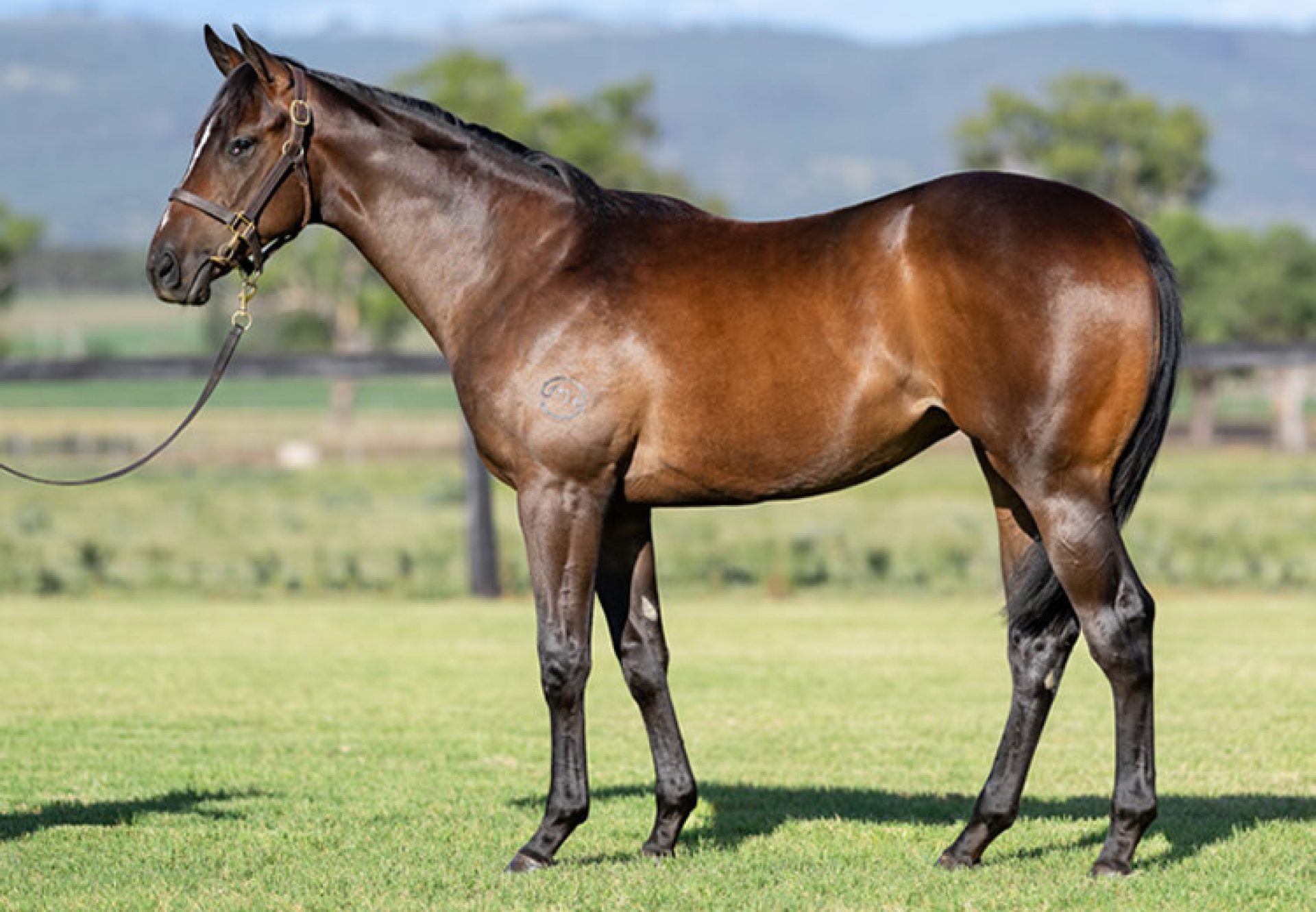 Justify X Islay Inlet yearling filly conformation shot