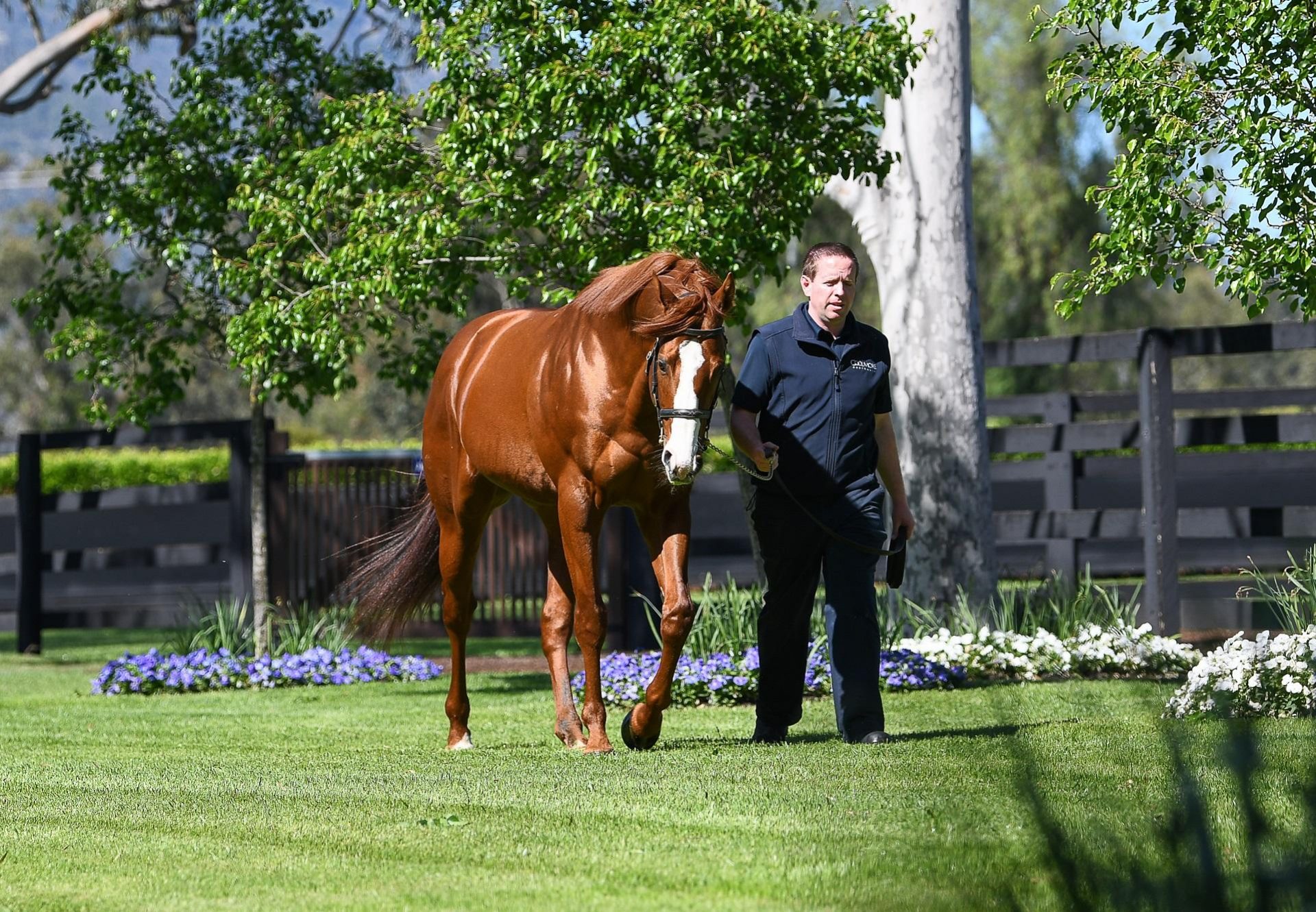 Justify walking