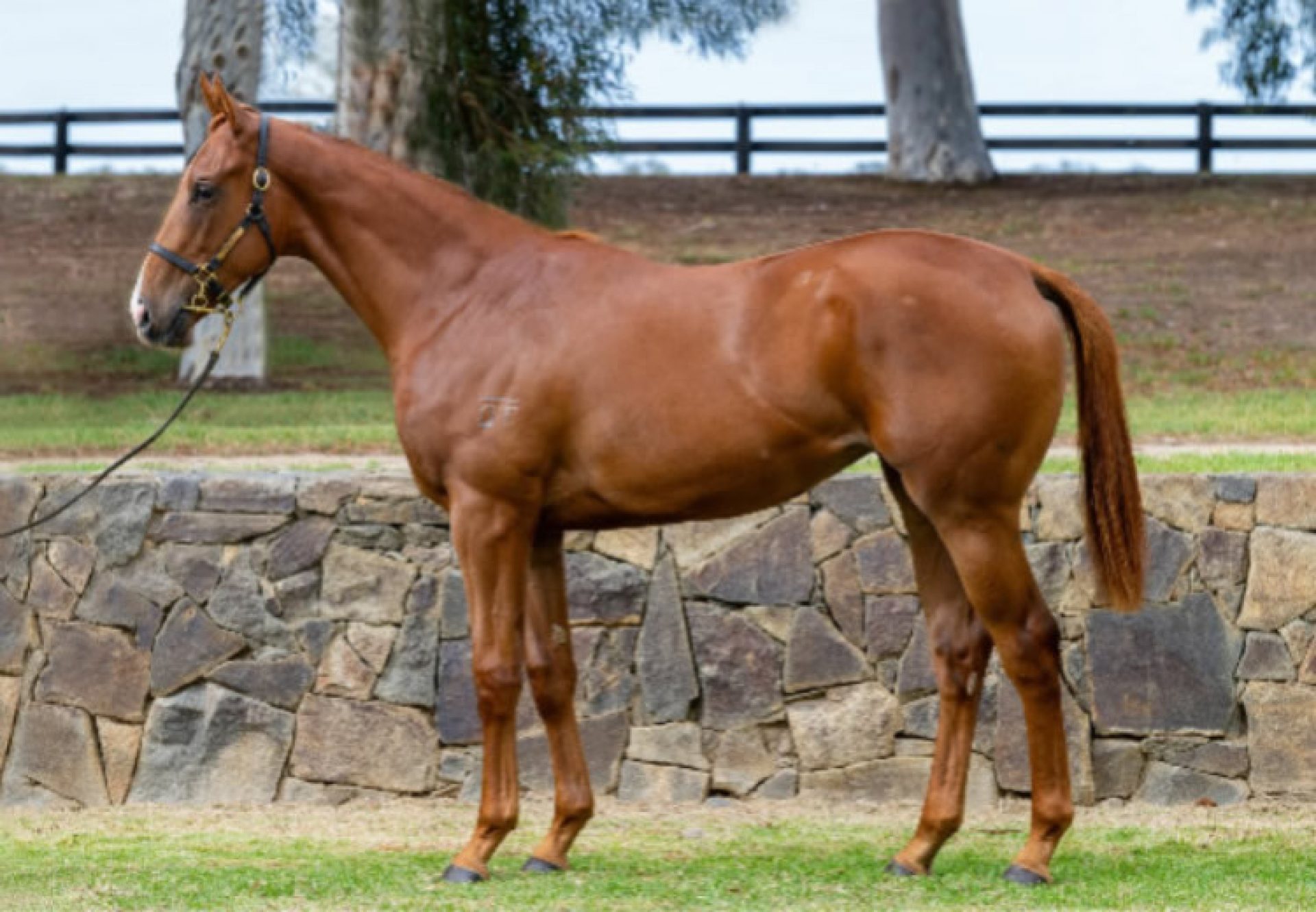 Justify X Cavaco yearling filly conformation shot