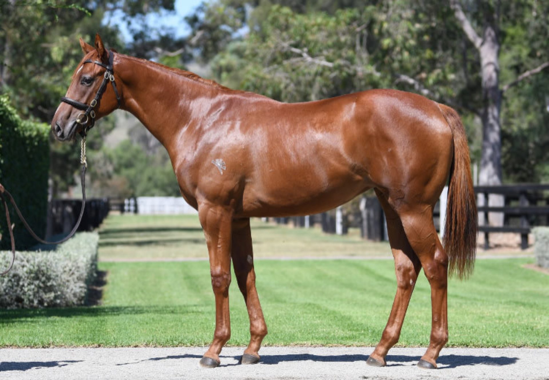 Justify X Marianne yearling filly conformation shot
