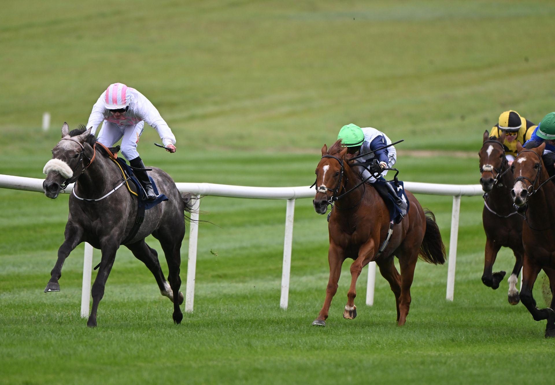 Killashee Warrior Saxon Warrior Thurles