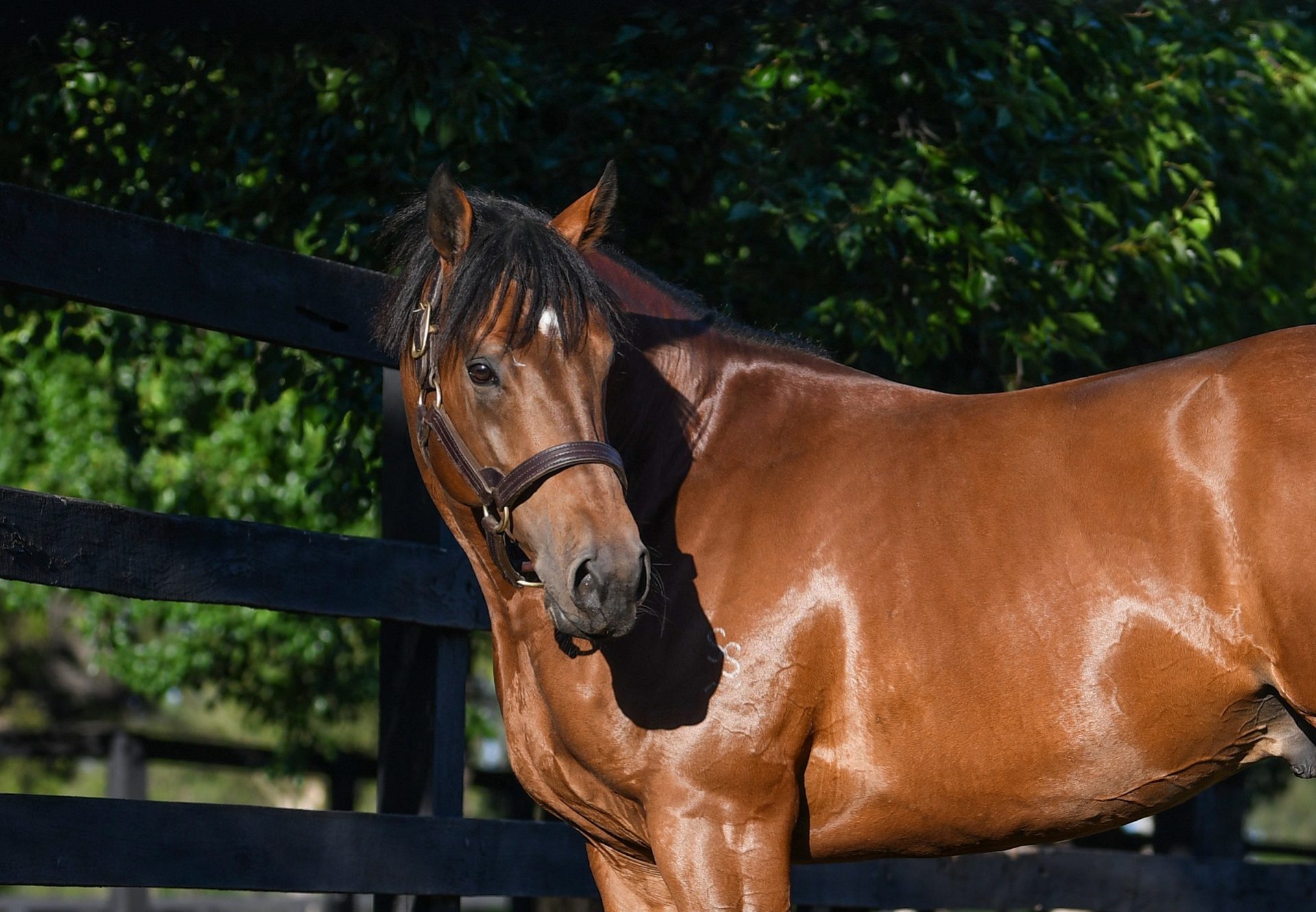 Kings Legacy head shot