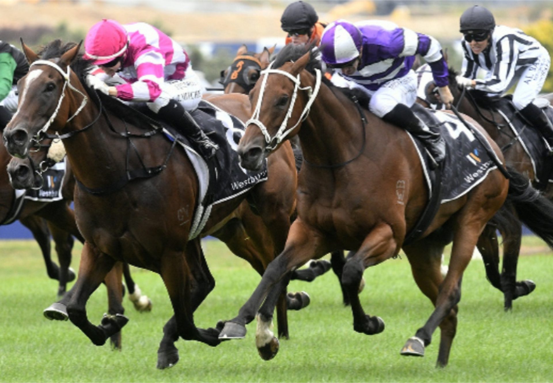 Konasana Westbury Stud