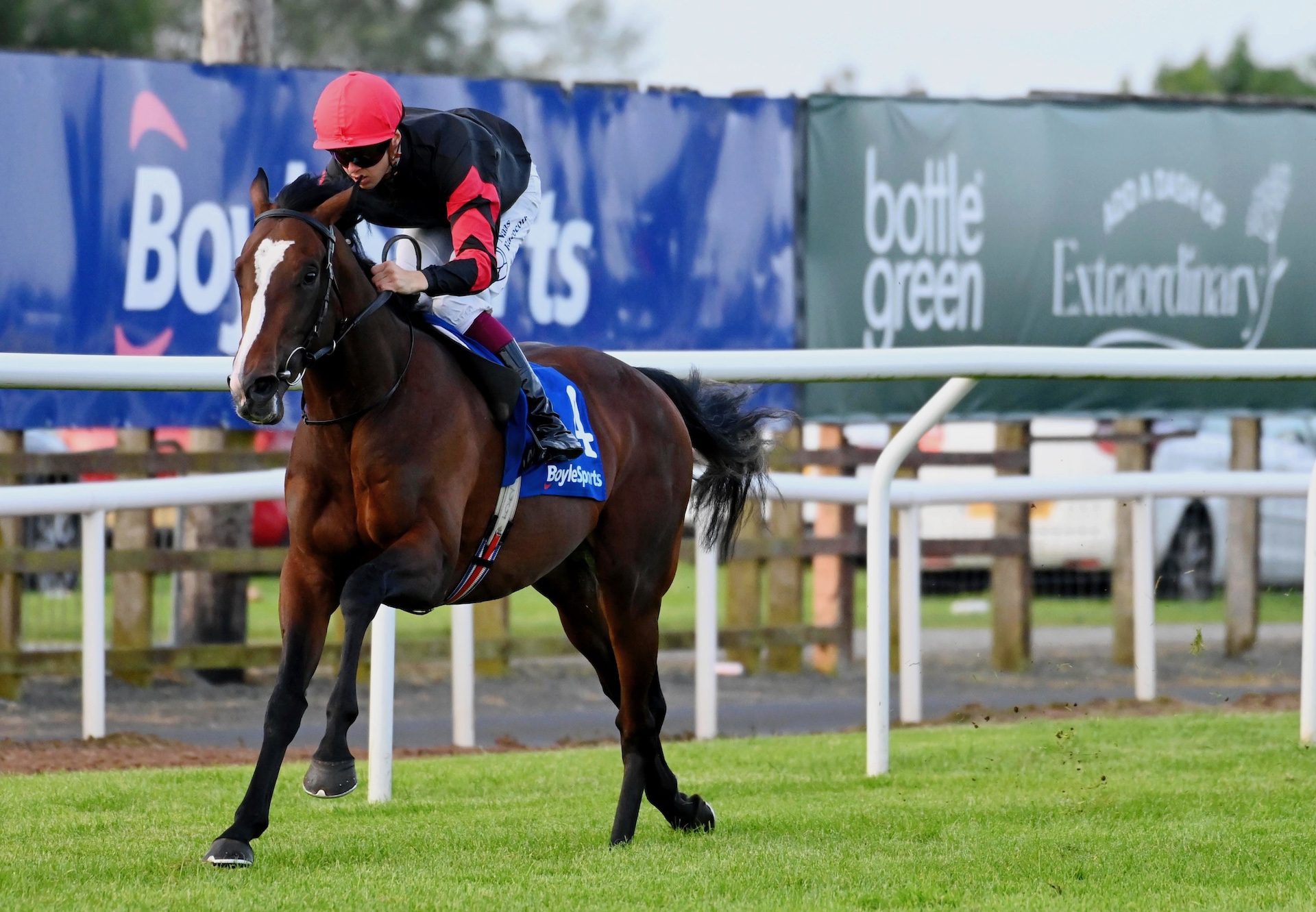 Leinster (Camelot) Wins His Maiden At Down Royal
