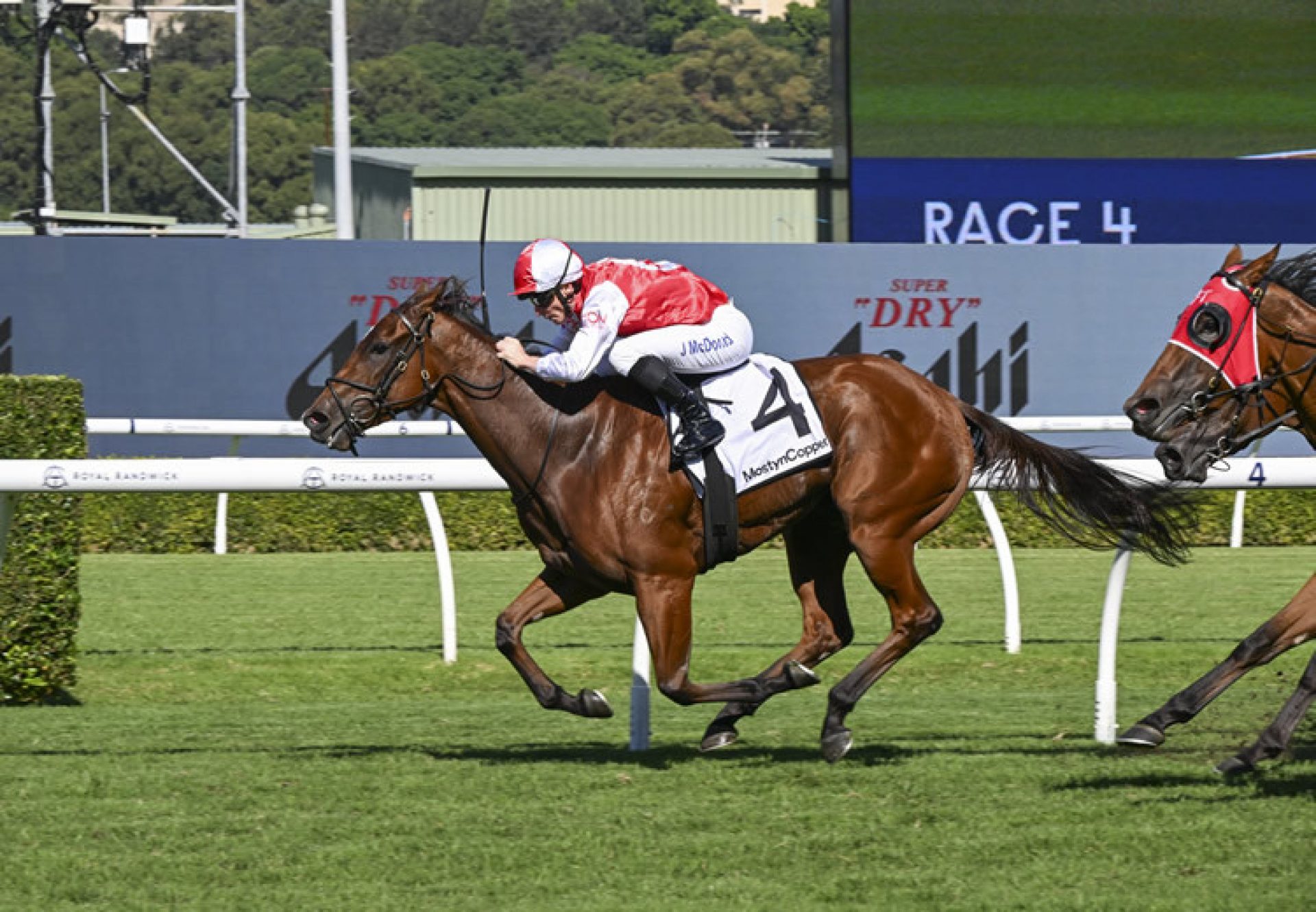 Lilac (Justify) Jb Carr 750