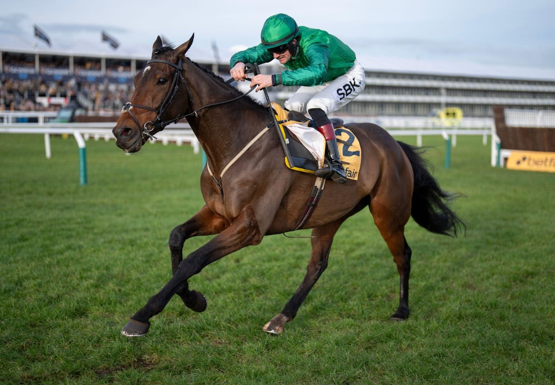 Matata Vadamos Cheltenham