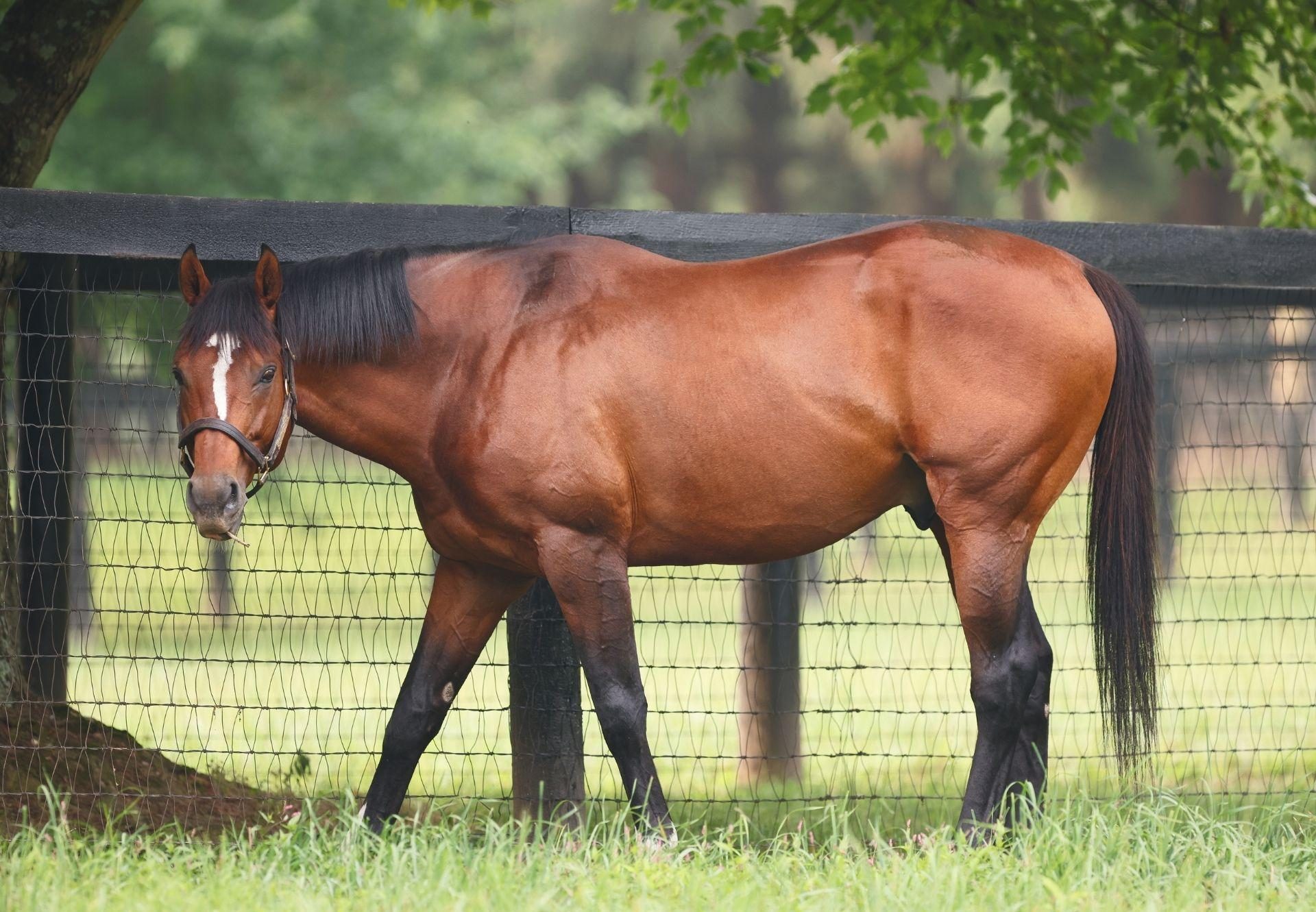 Maximum Security  paddock