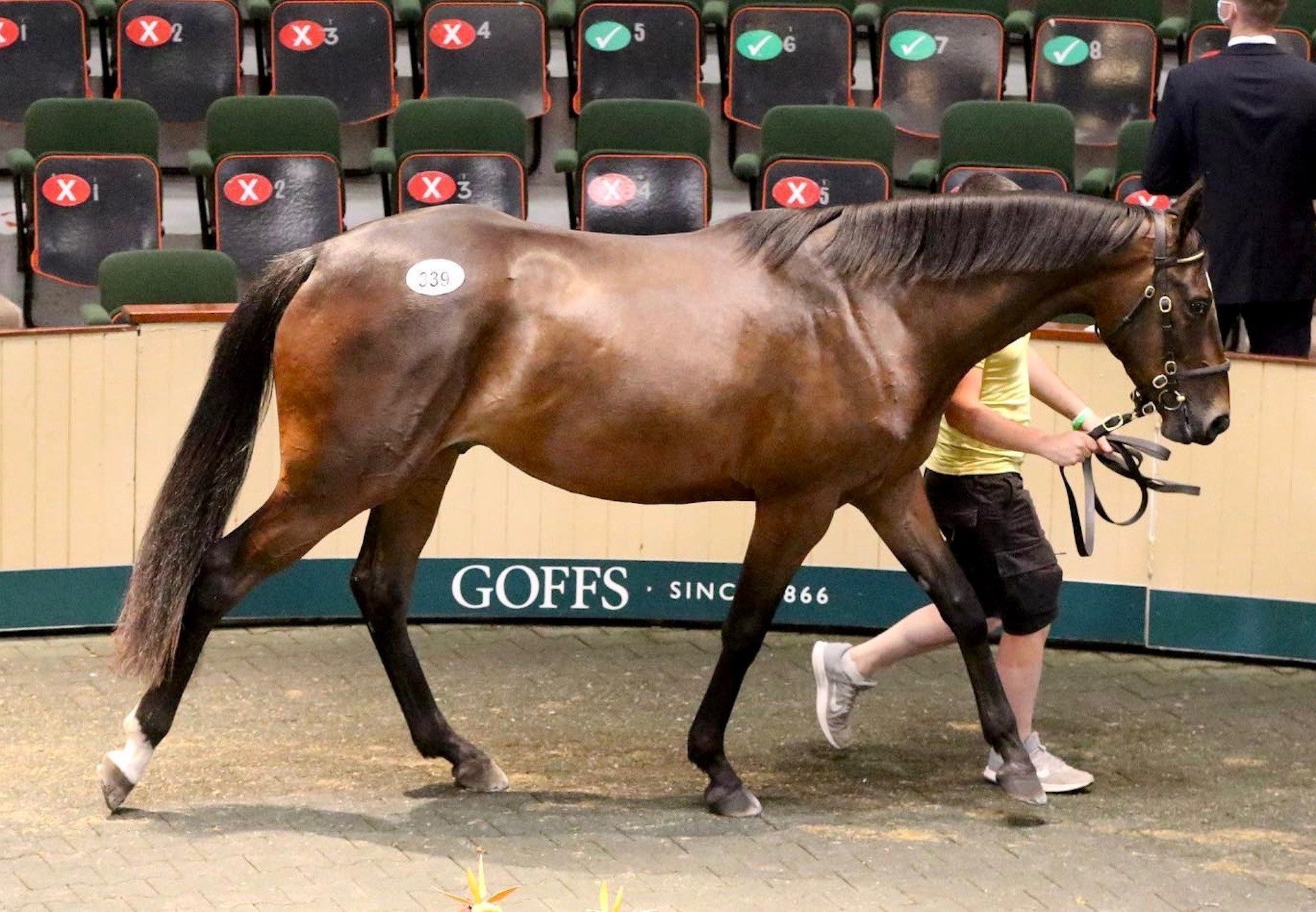 Milan Gelding Ex Beautiful War Sells For €165K At The Goffs Land Rover Sale