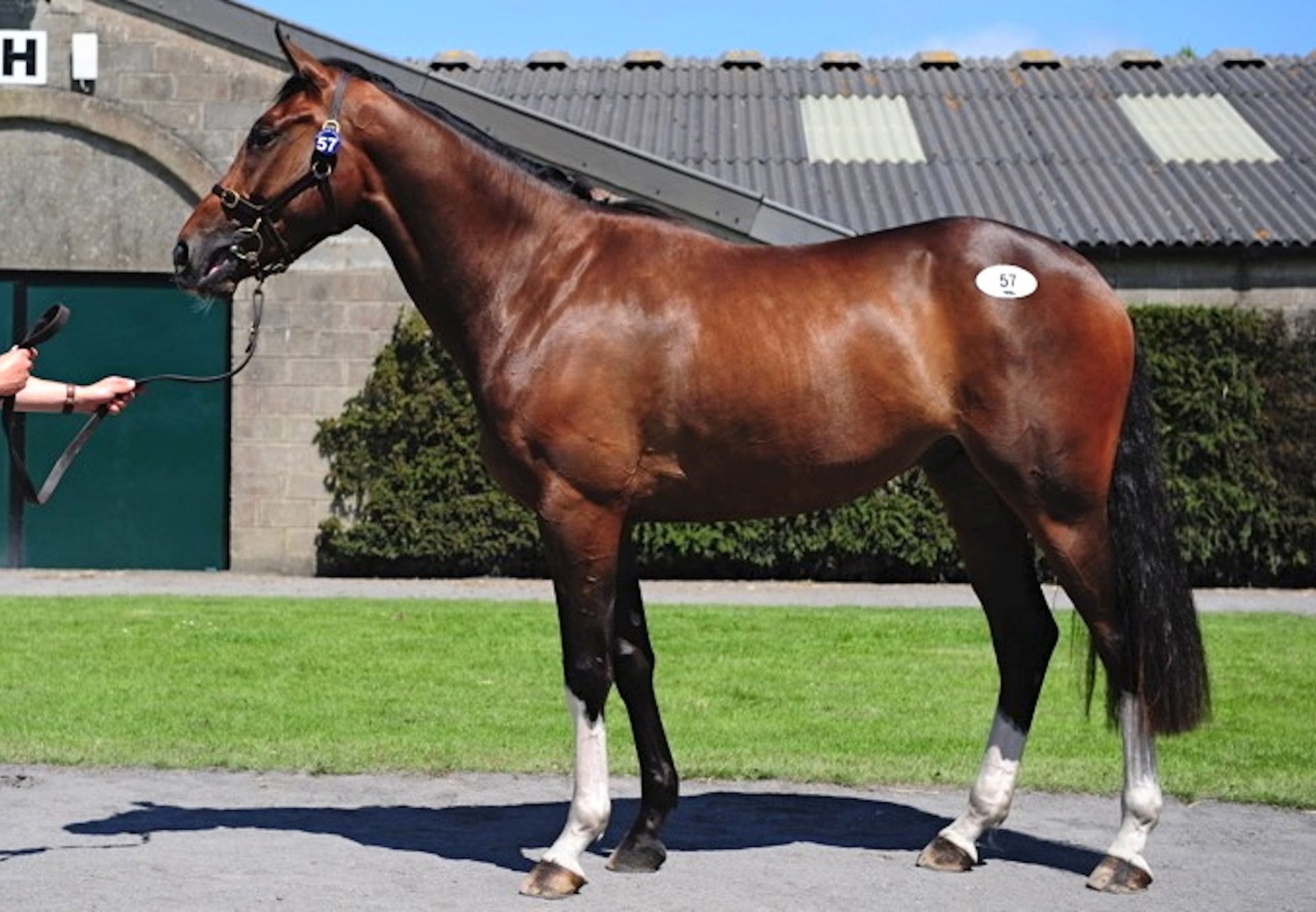 Milan Gelding Sells For €180000 At Tatts Ireland