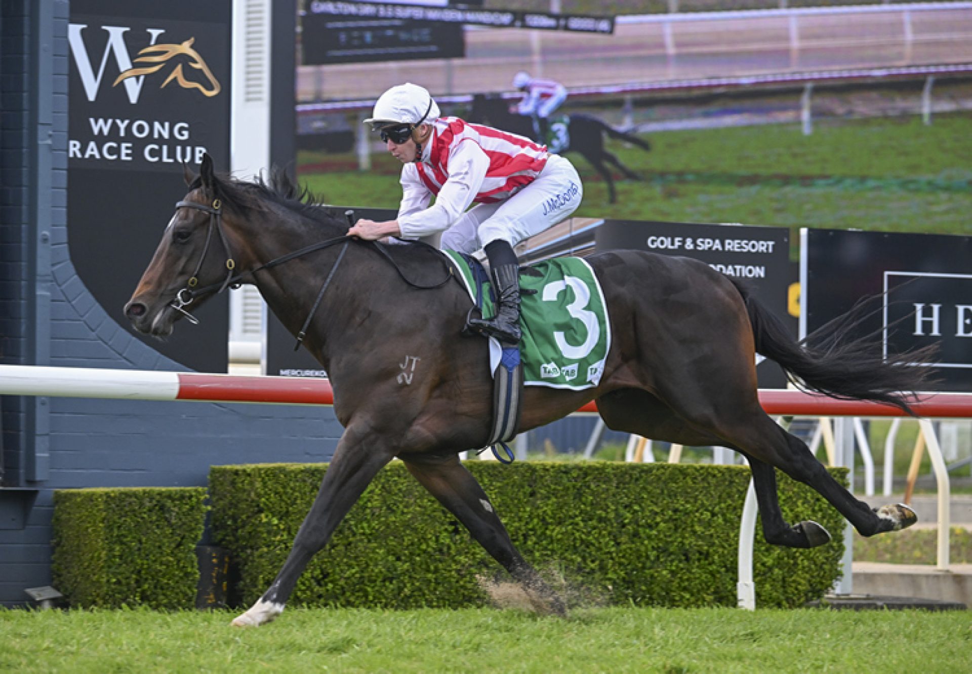 Napoleonic (wootton bassett) Wyong 750