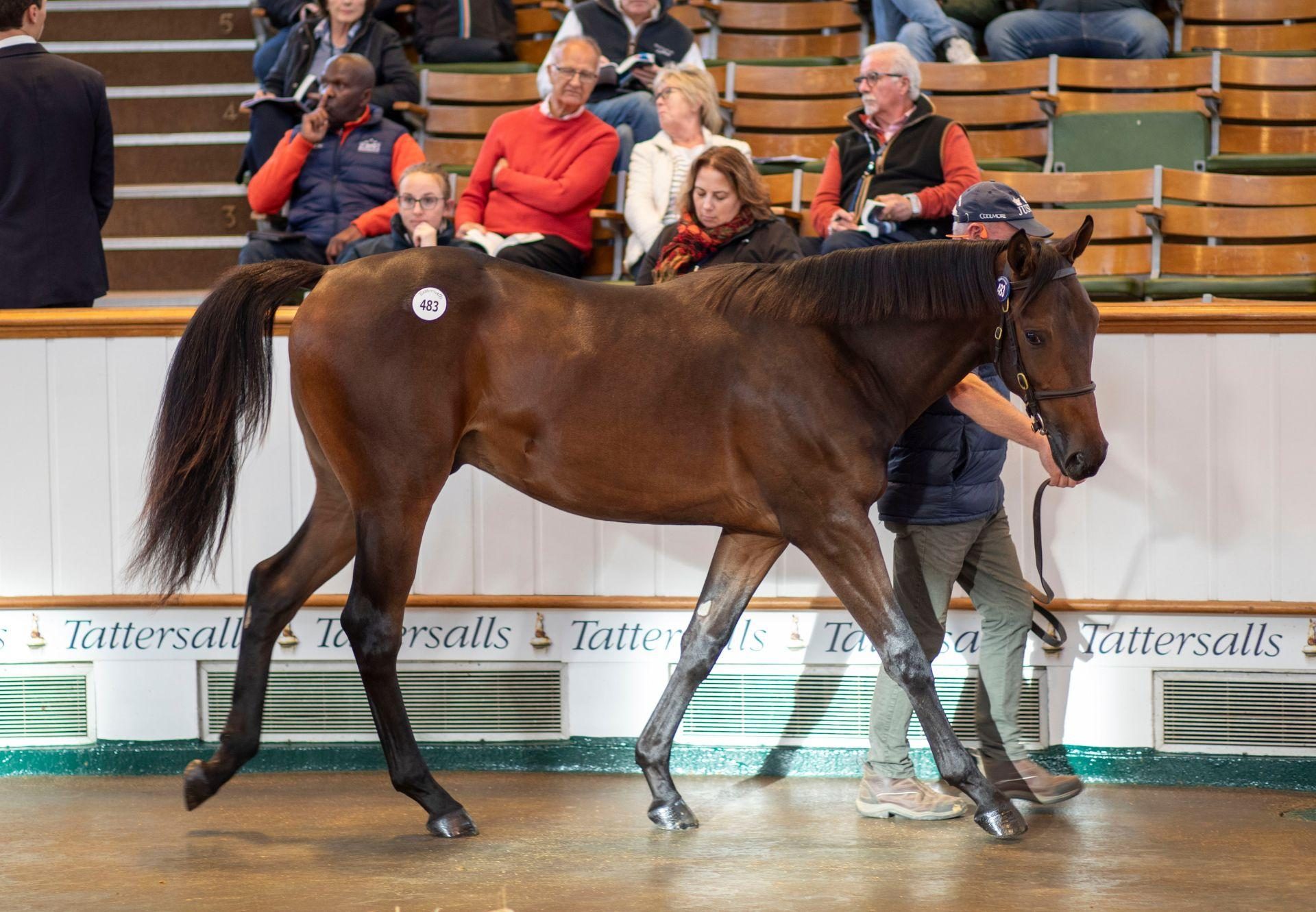 No Nay Never X Tulip Fields Colt Tattersalls Book 1