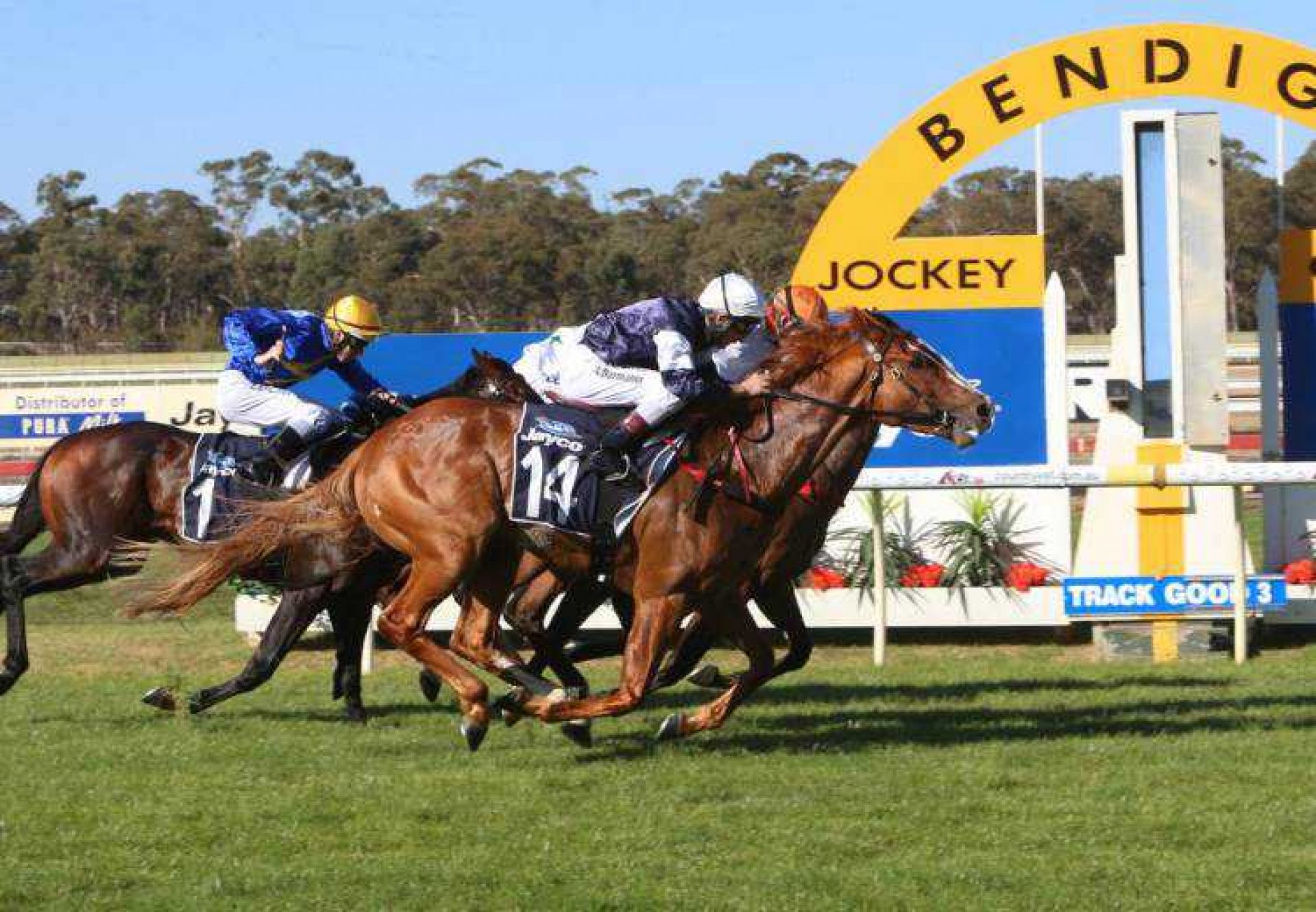 Observational Yalumba Golden Mile