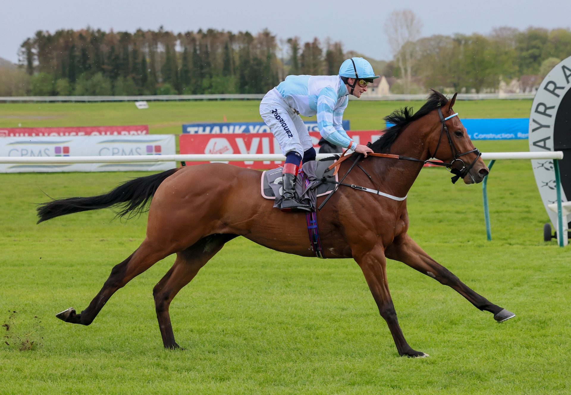 Old Cock (Calyx) Wins The Maiden At Ayr