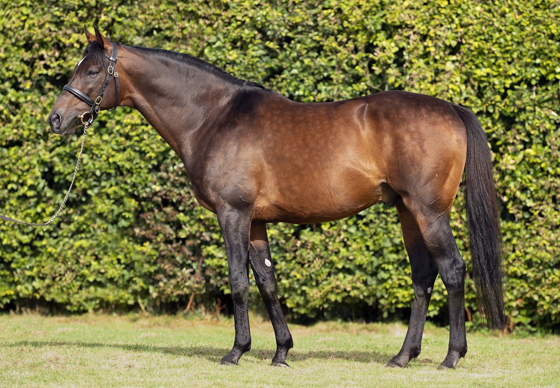 Order Of St George Conformation Sep 22 Web