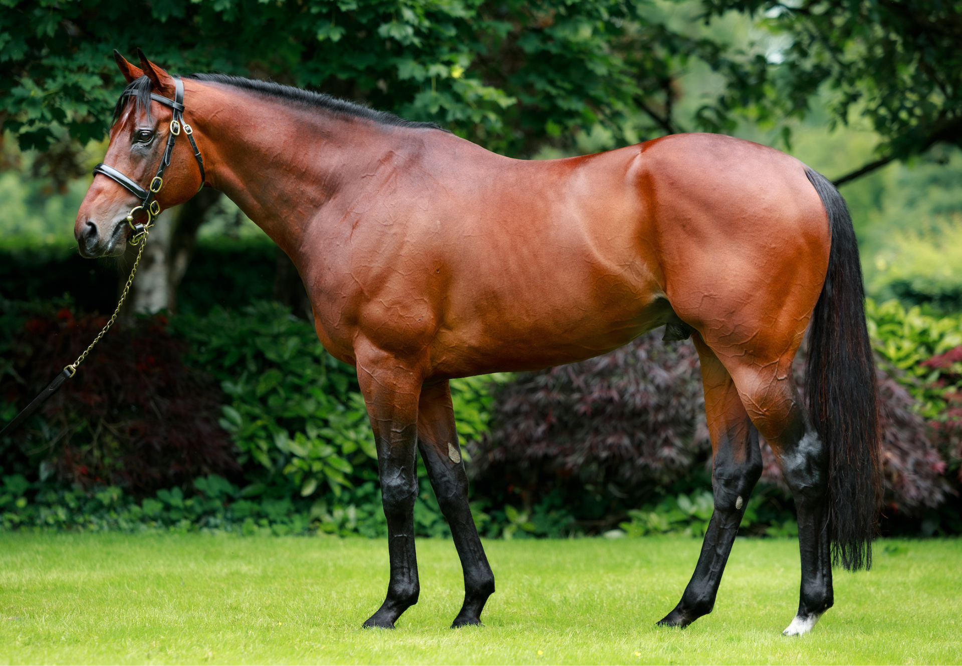 Paddington Conformation