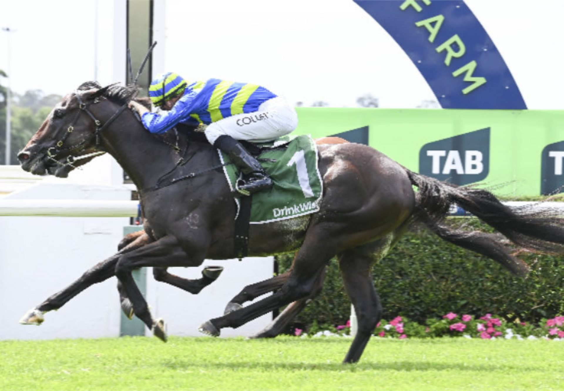 Pasima Warwick Farm 750