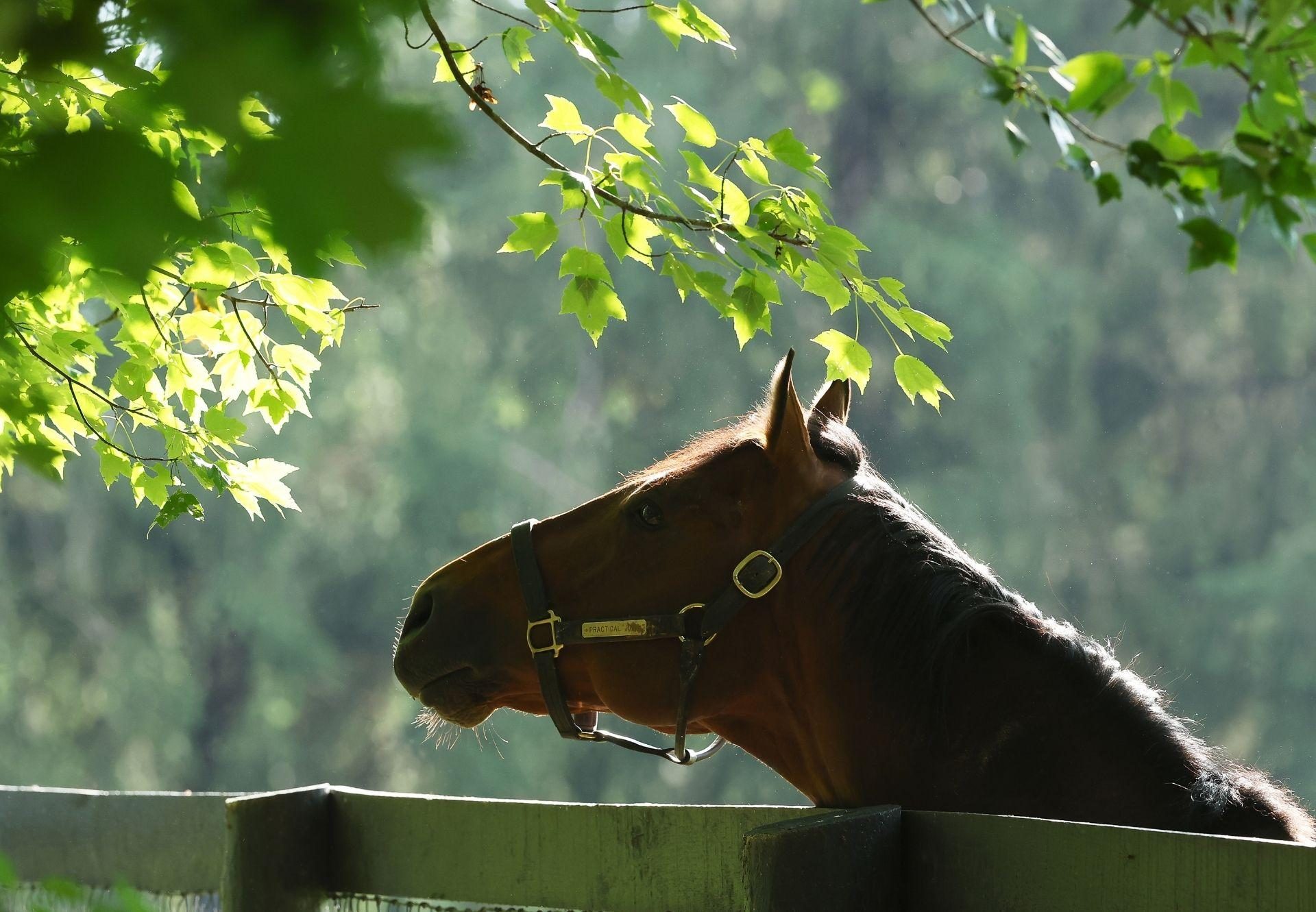 Practical Joke paddock shot