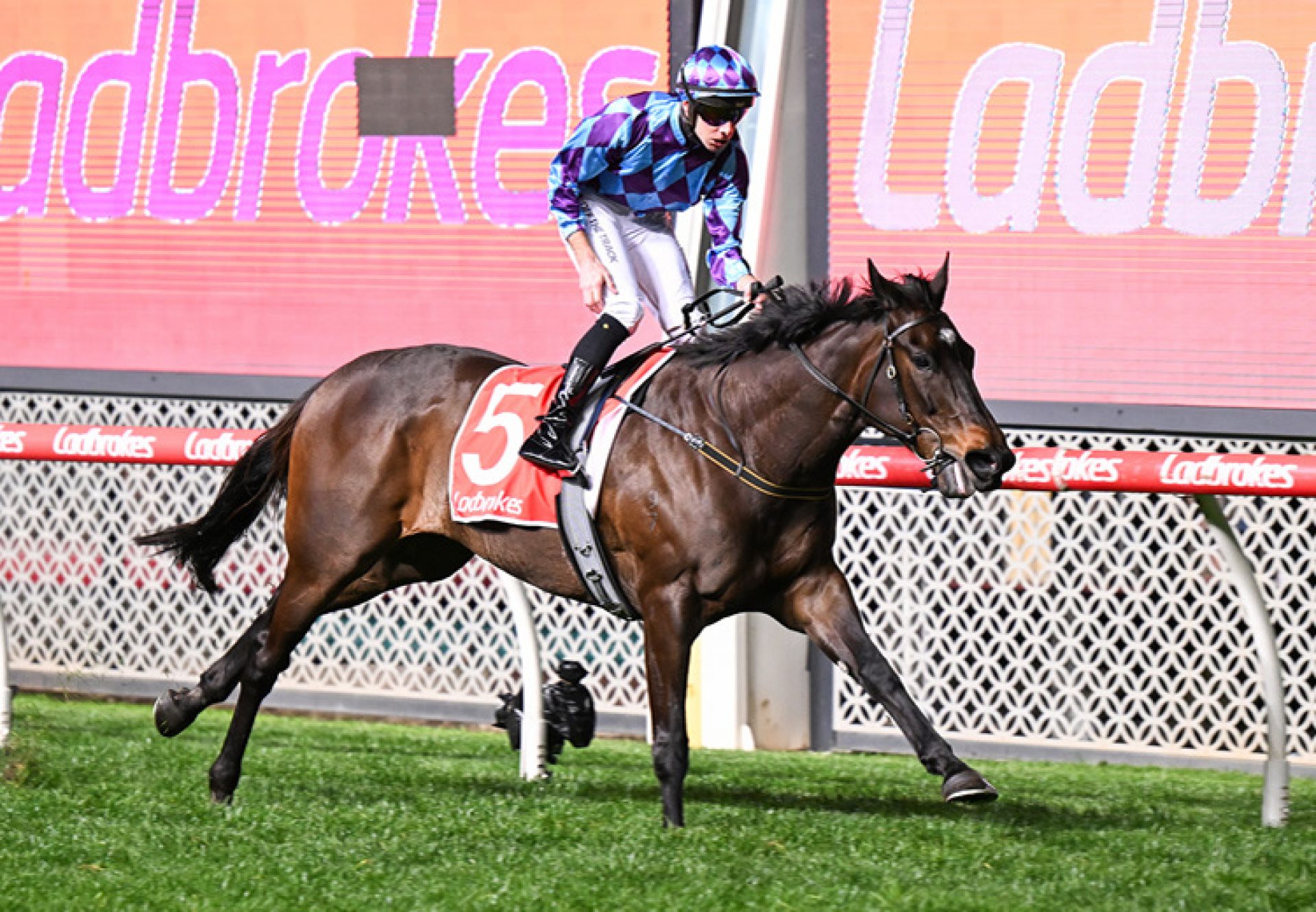 Pride Of Jenni pride of dubai Feehan 2025 750