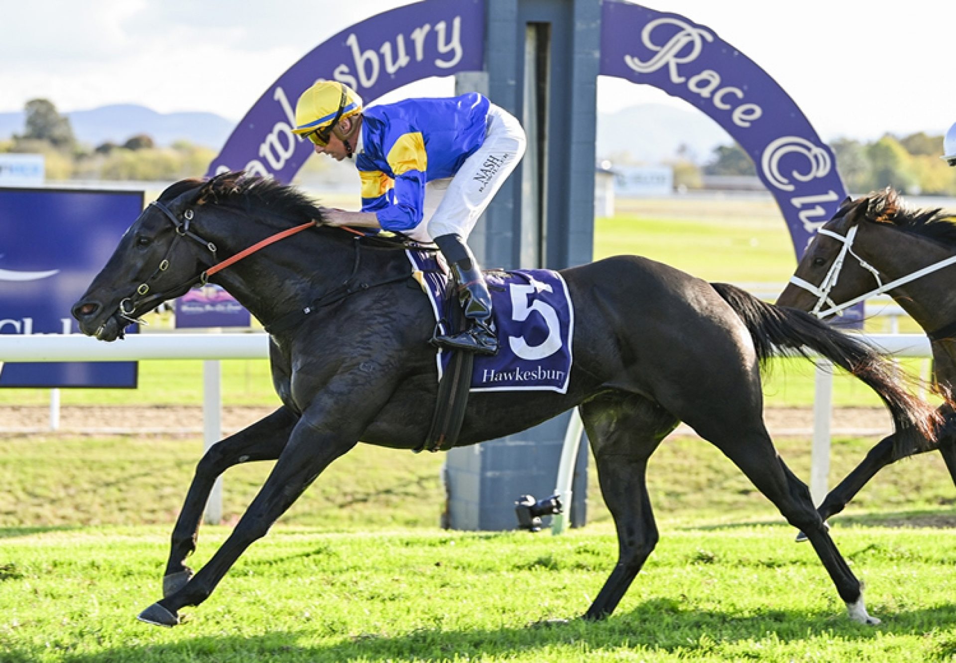 Punch Lane (So you think) Hawkesbury Cup 750