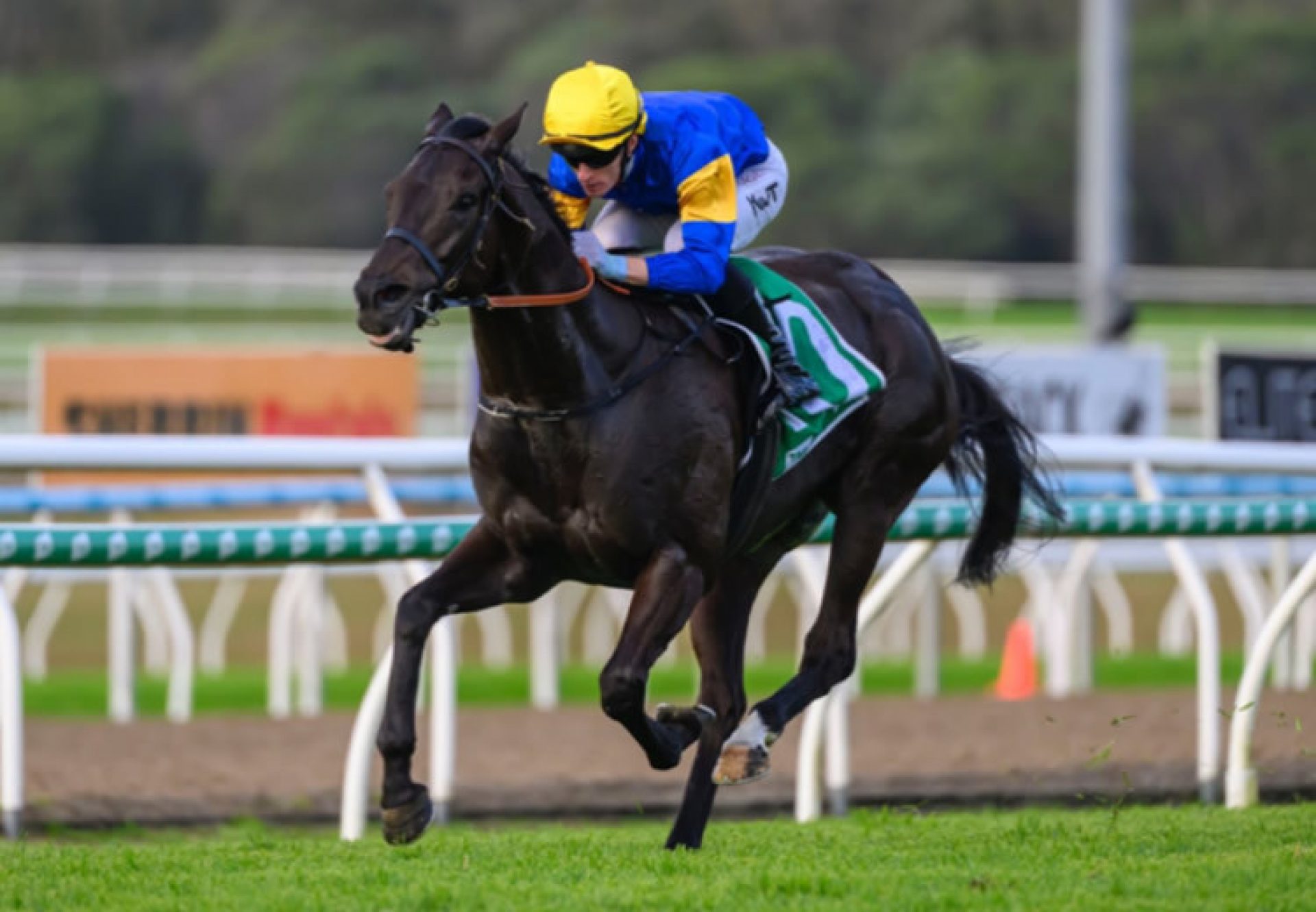 Punch Lane (So You Think) Glasshouse 750