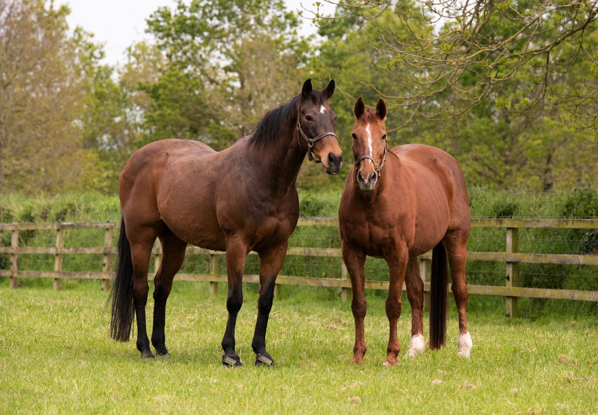 Rhinestone Cowboy Native Upmanship