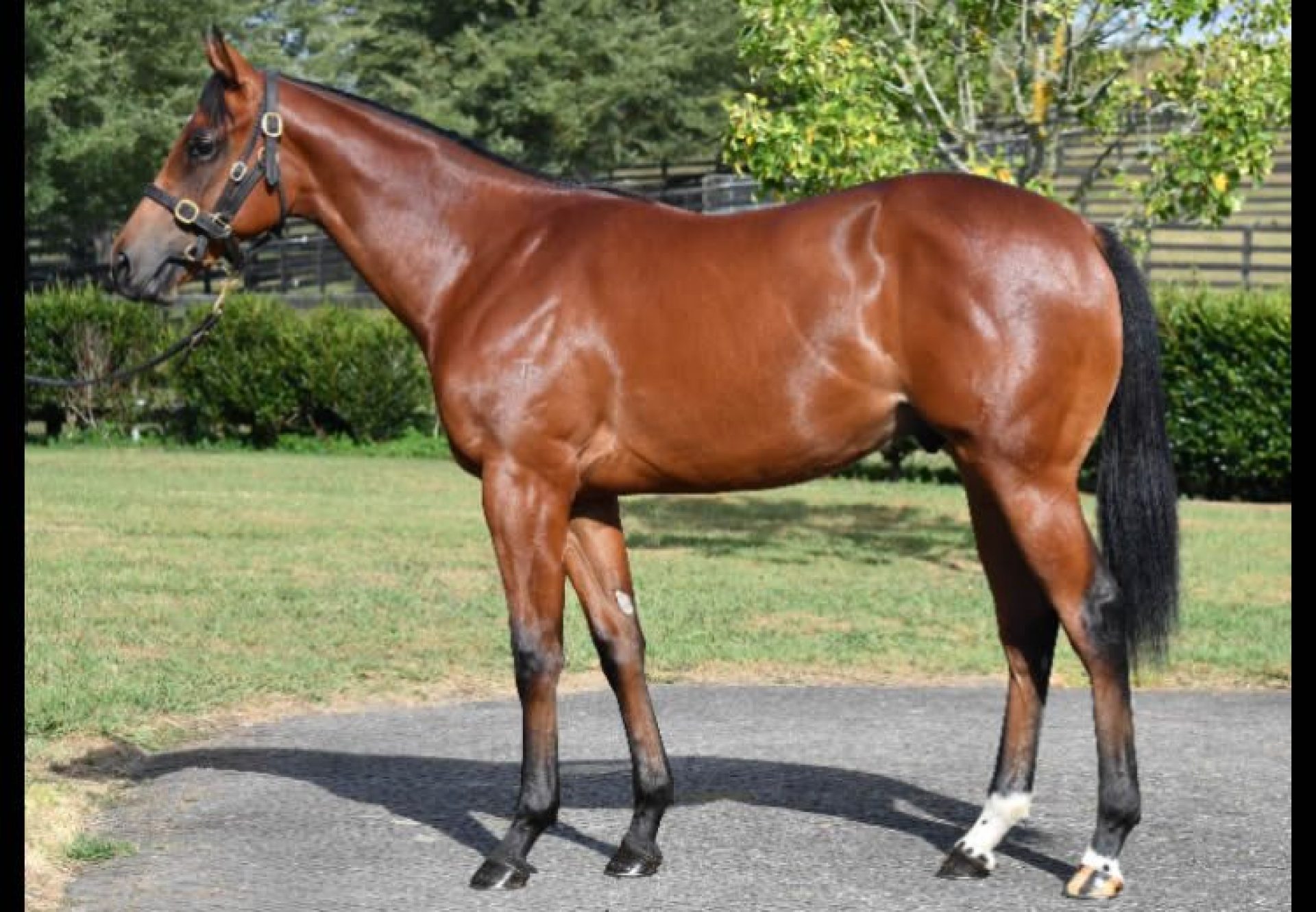 Smb X Express Flyer 750