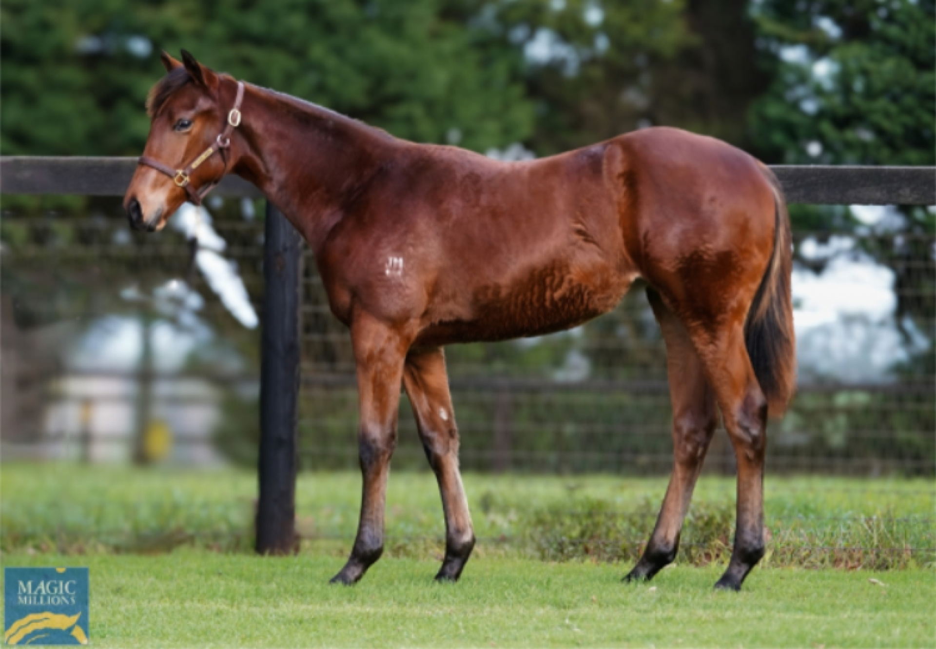 St Mark's Basilica X Kookie Gal 750