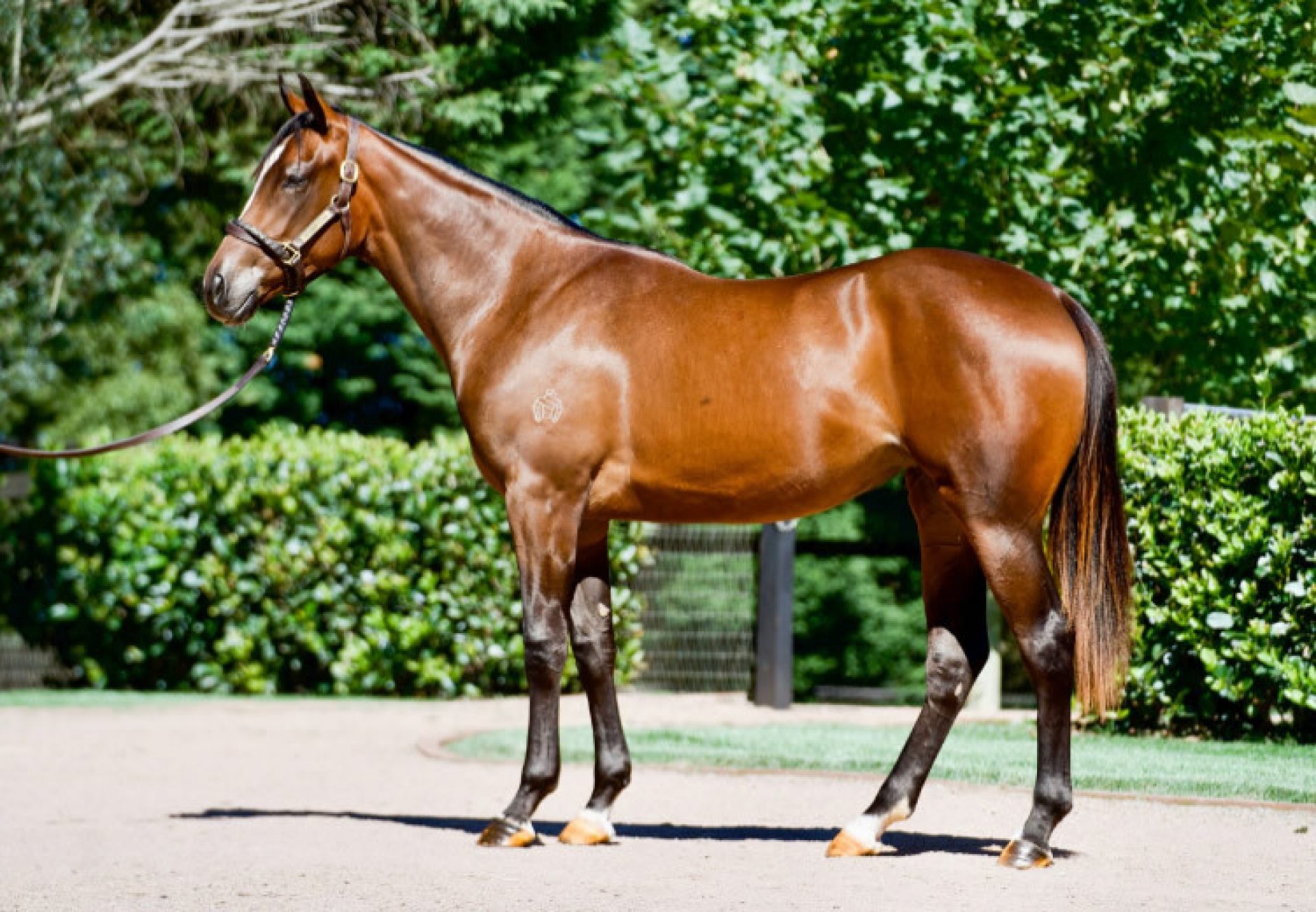 So You Think X Marquise De Rosa yearling conformation shot