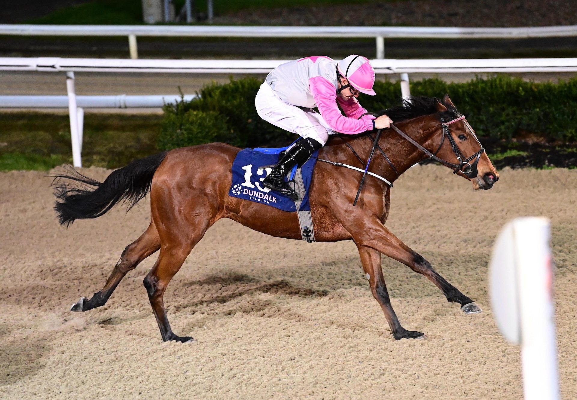 Salah Belle (Calyx) Wins On Debut At Dundalk