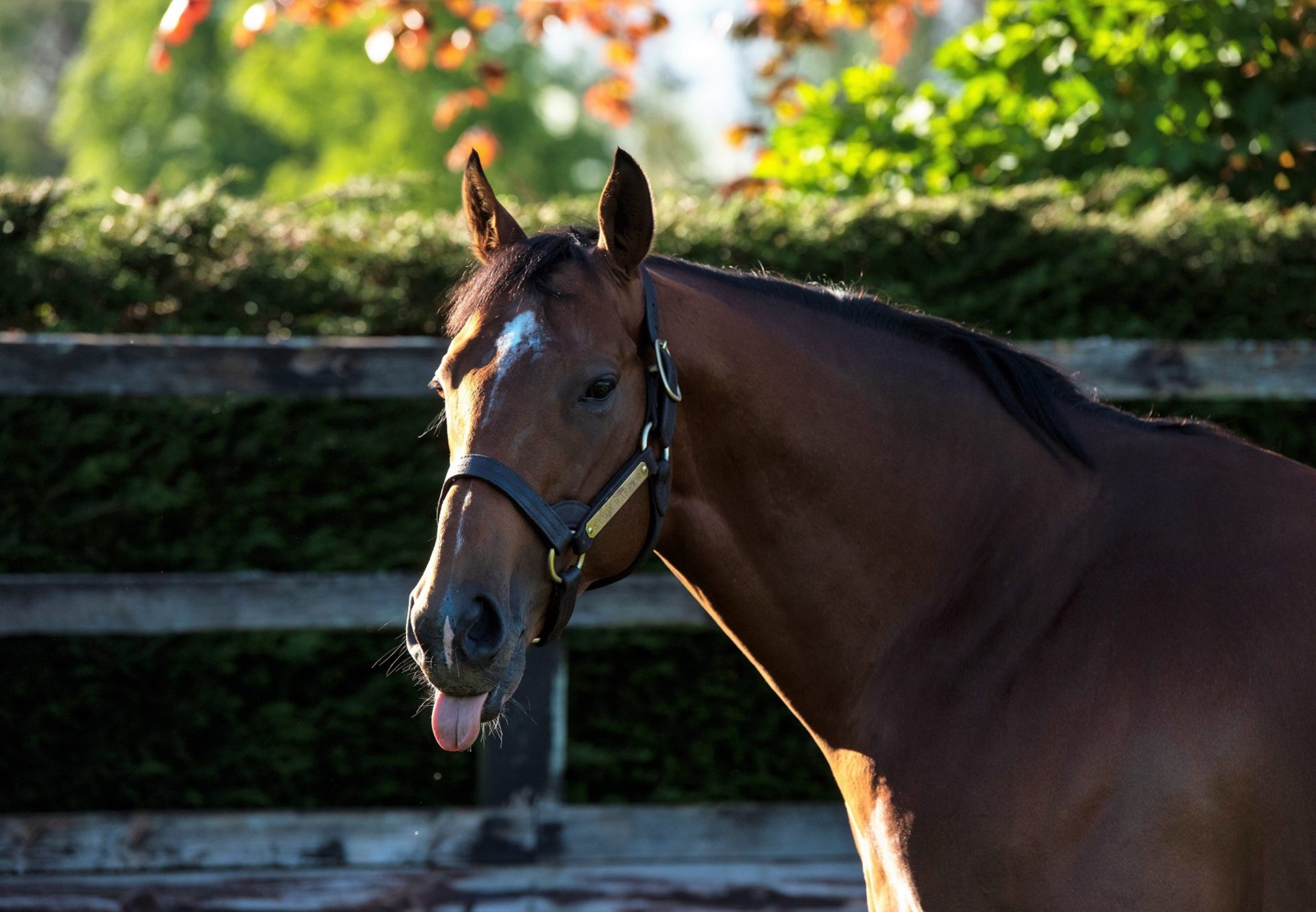 Saxon Warrior Paddock