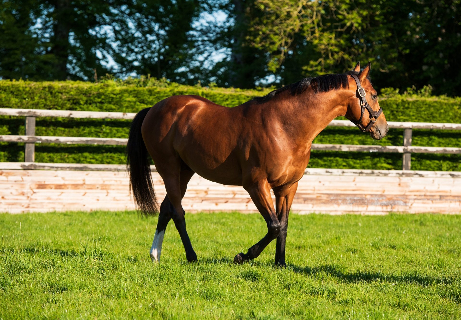Saxon Warrior Paddock