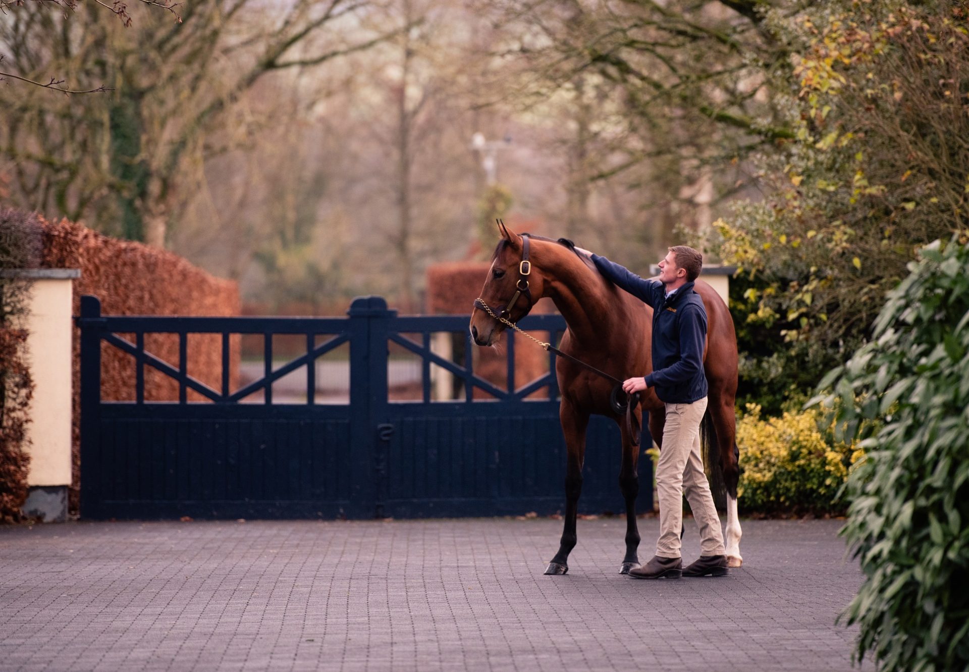 Saxon Warrior Stallion Yard