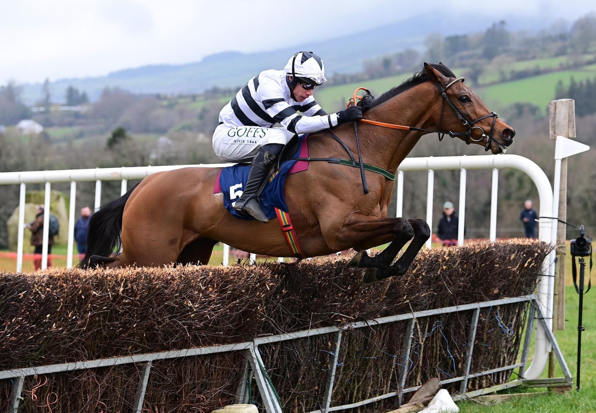 Seeitoldya (Walk in the park) Wins On Debut At Ballycrystal