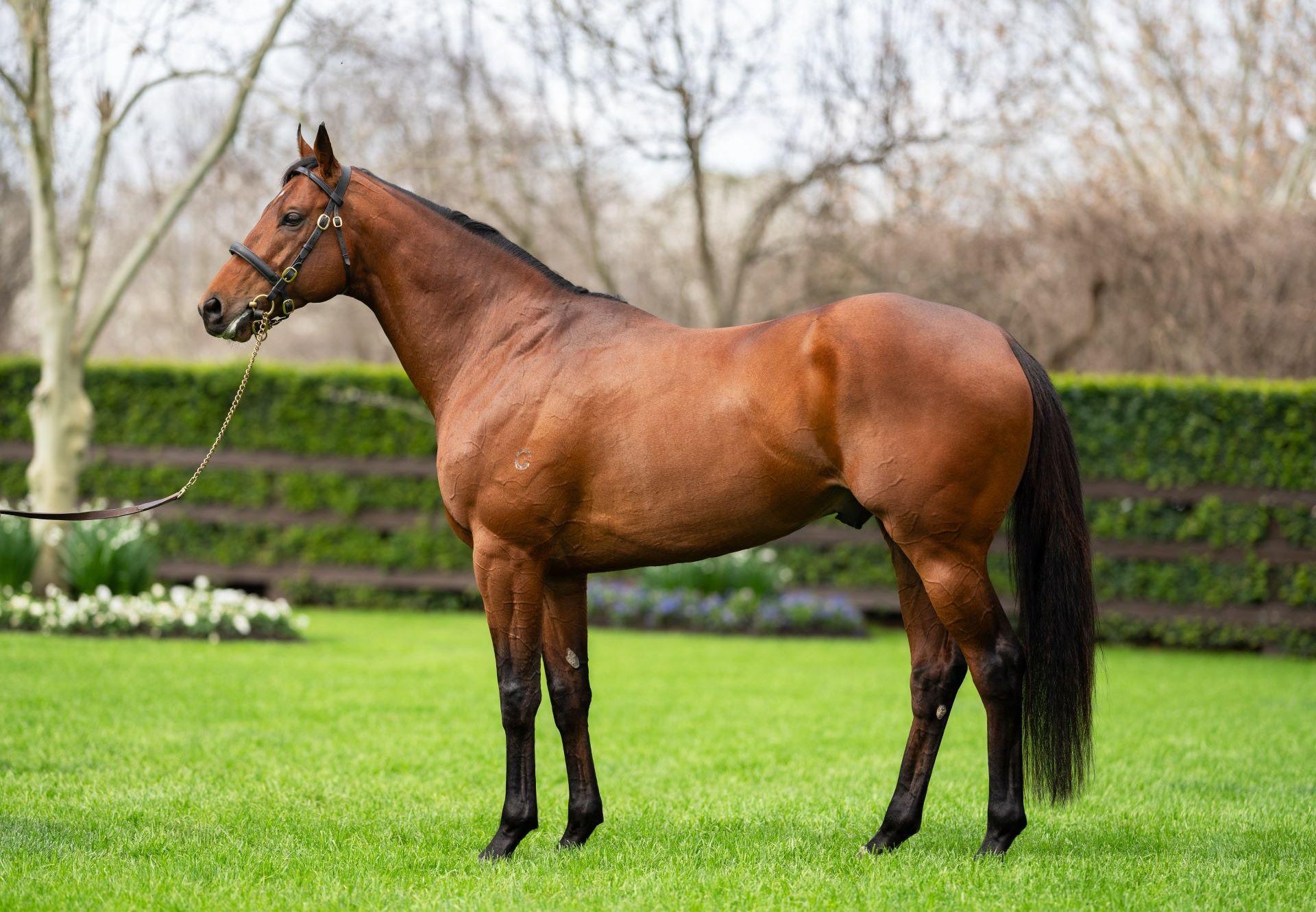 Shinzo Conformation 3