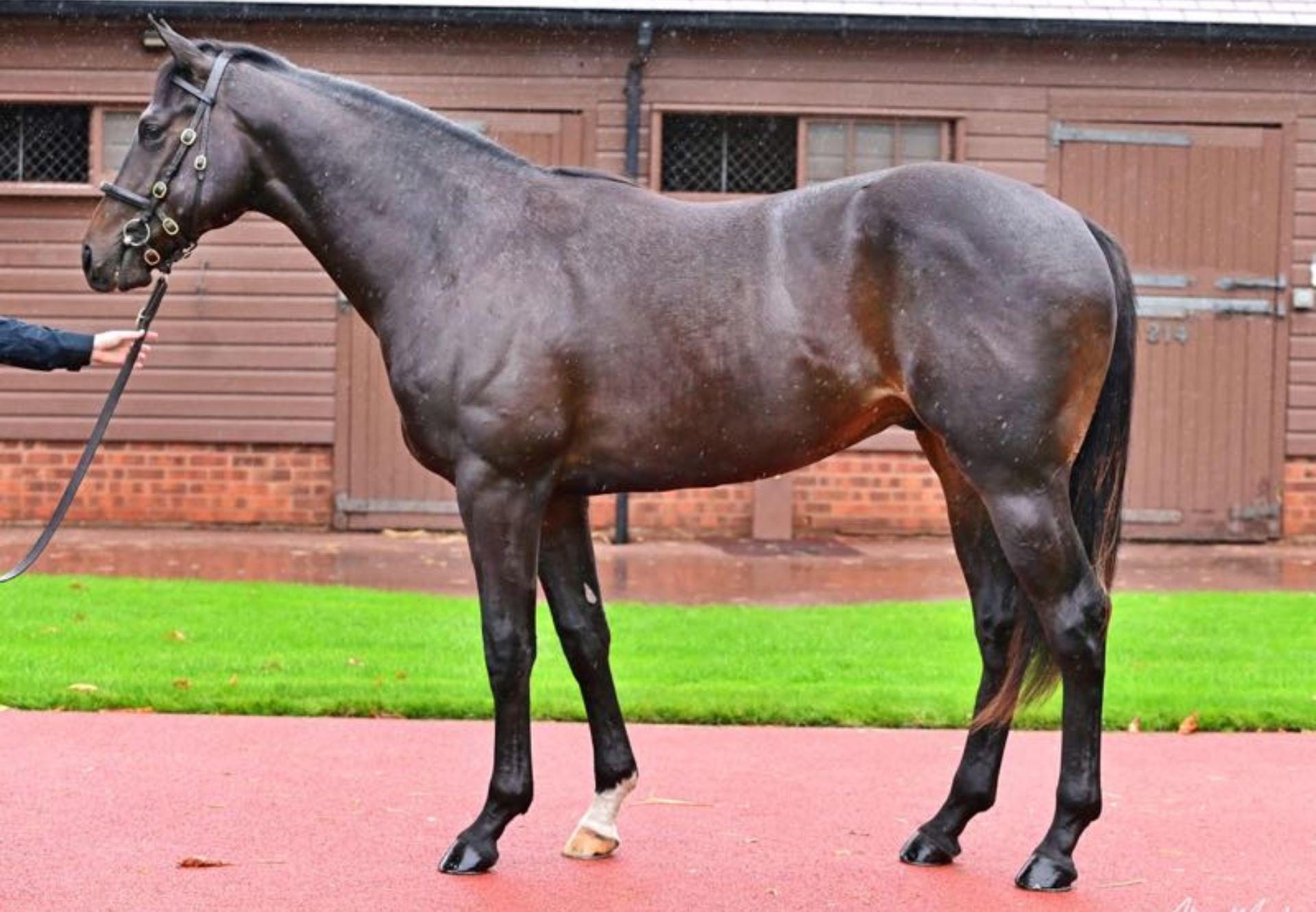 Sioux Nation X Mayfair Stroll Colt Tattersalls Book 1