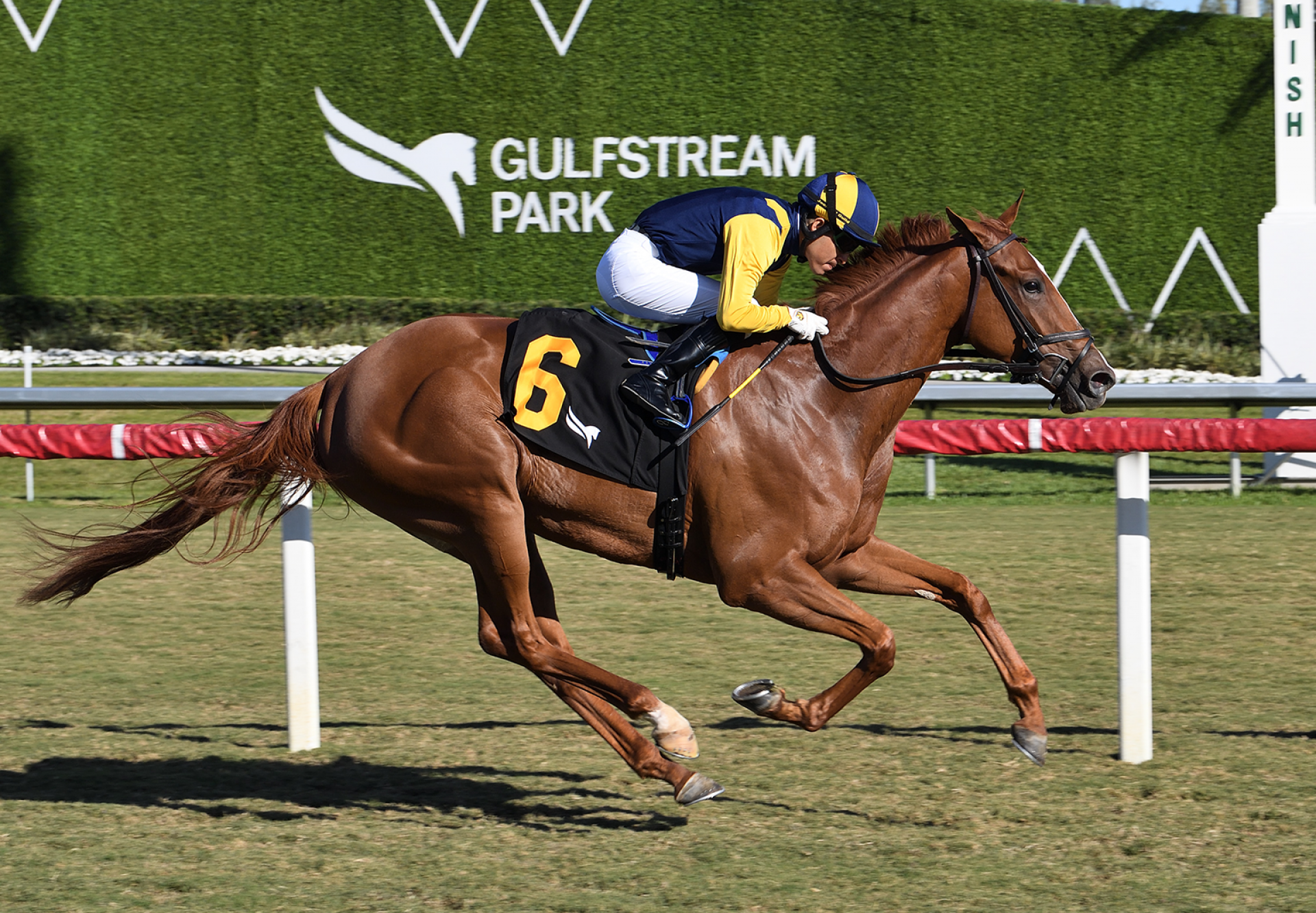 Sister Troienne Munnings Wins Ginger Brew