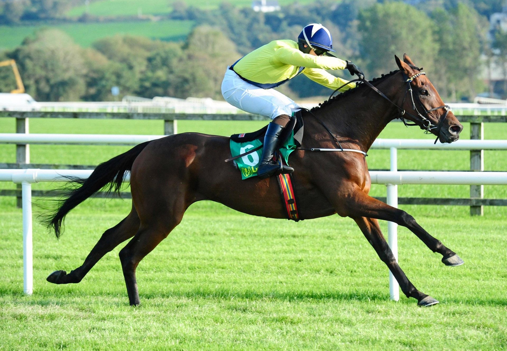 Snake Oil (Westerner) Wins His Bumper At Listowel
