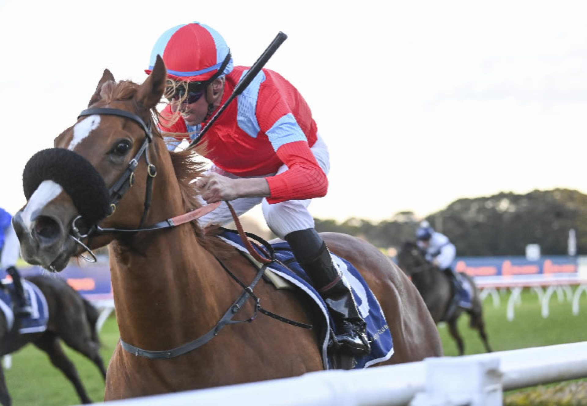 South Of India (Churchill) Randwick 750