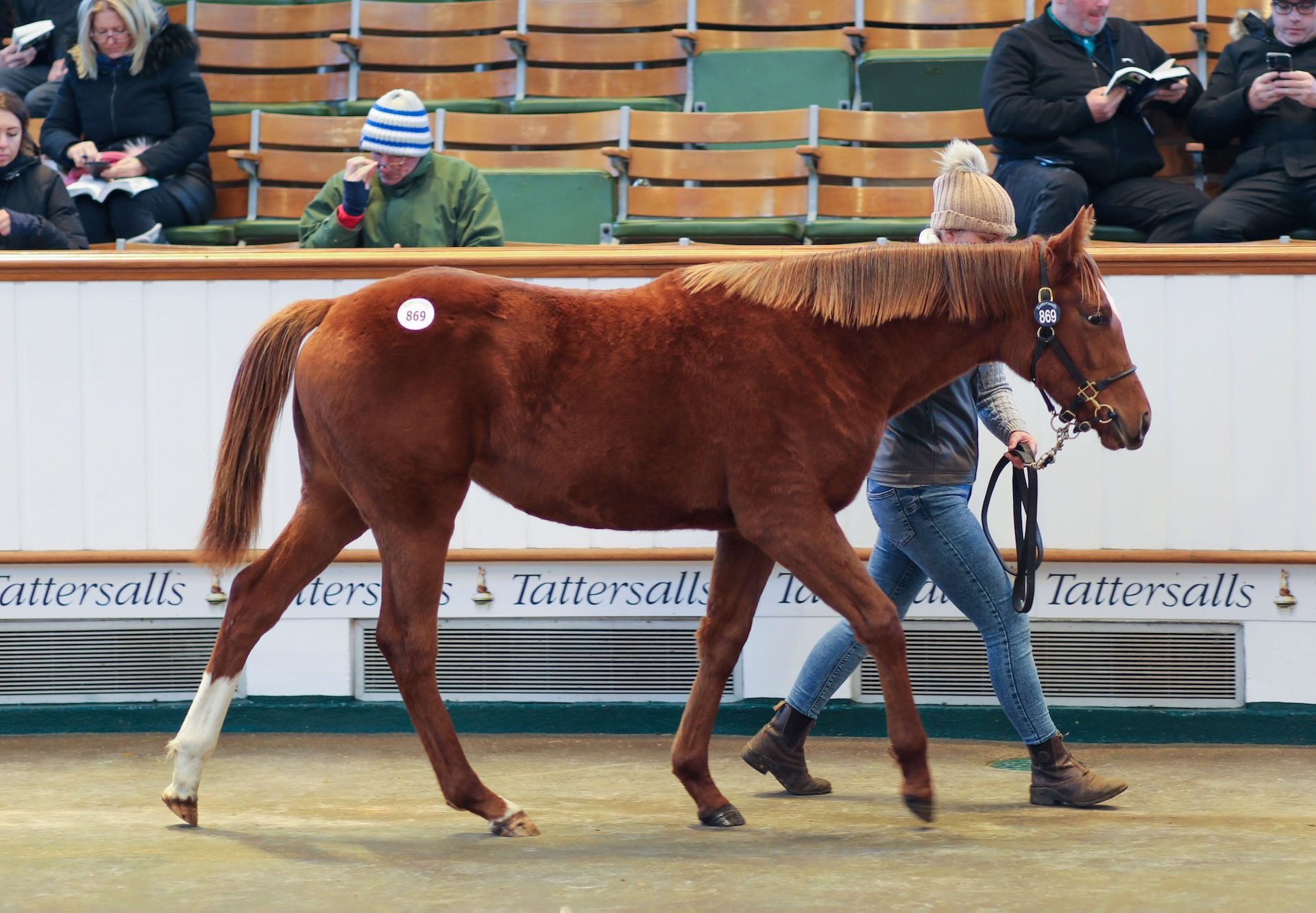 St Mark's Basilica Filly Ex Archangel Gabriel sells for 575,000gns
